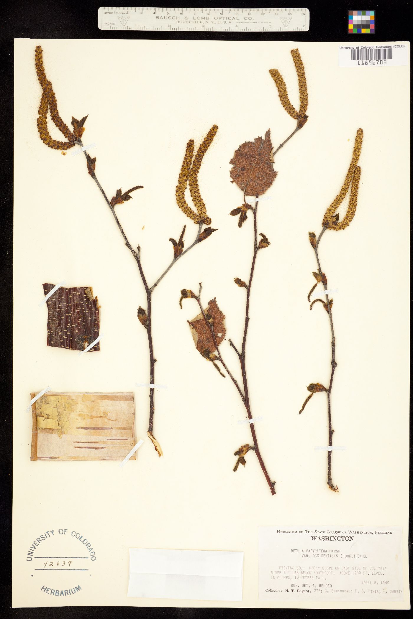 Betula papyrifera image