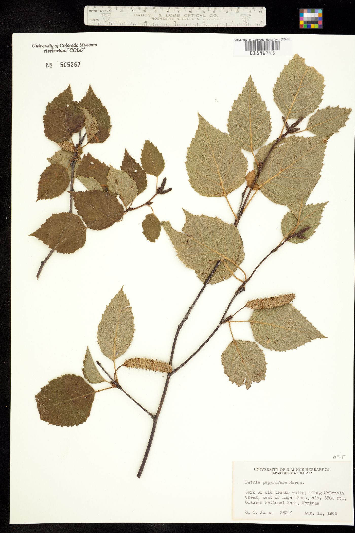 Betula papyrifera image