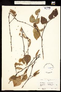 Betula papyrifera image