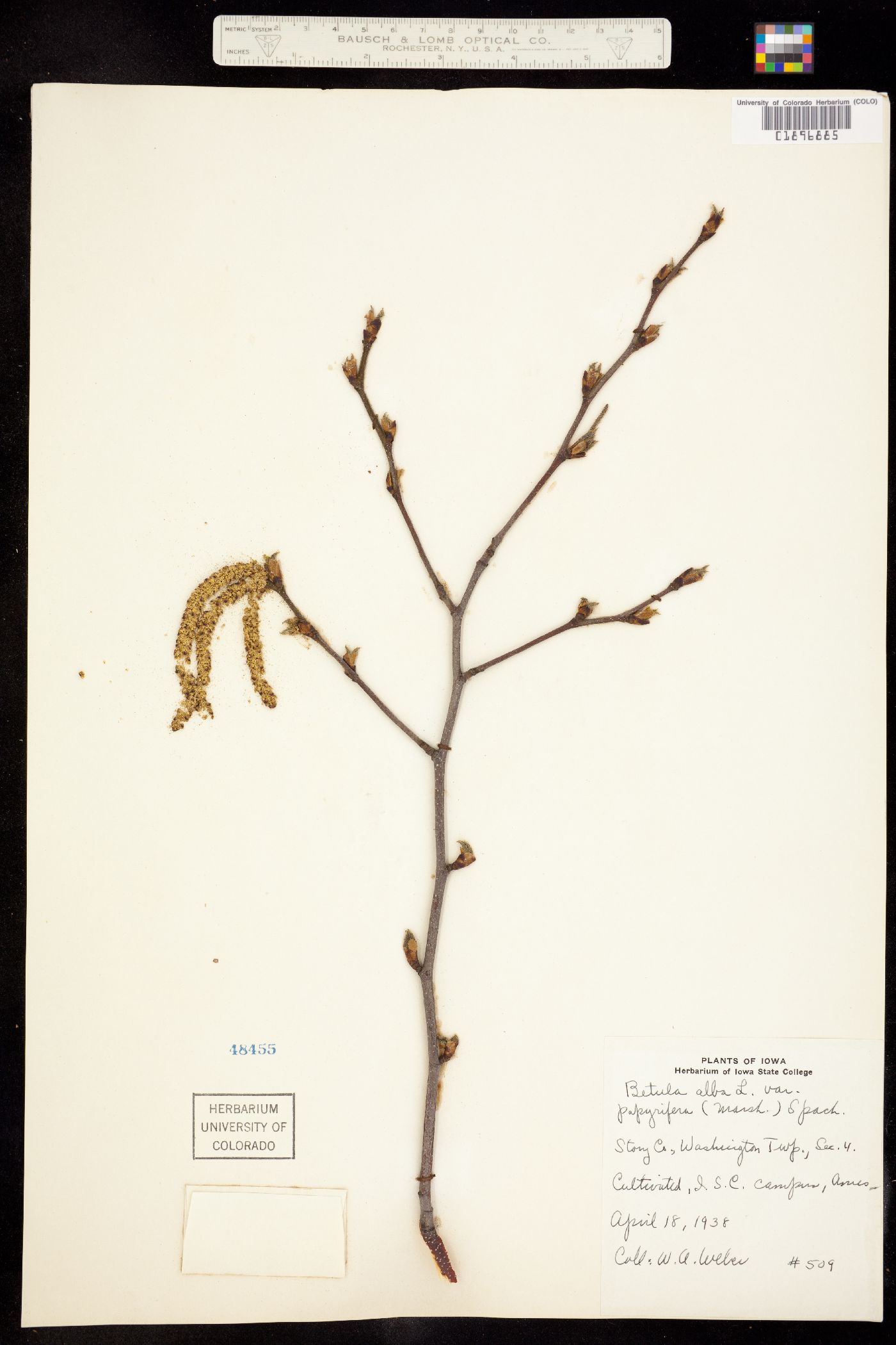 Betula papyrifera image