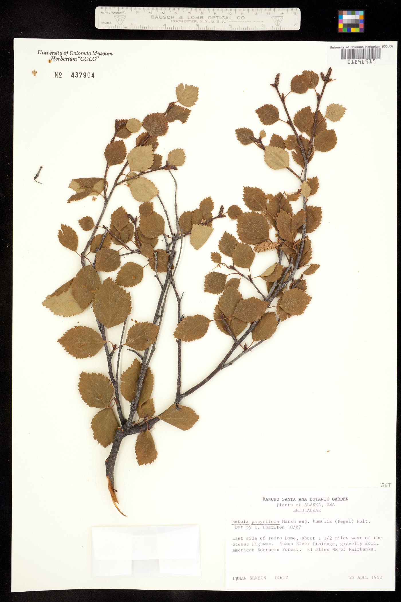 Betula papyrifera image