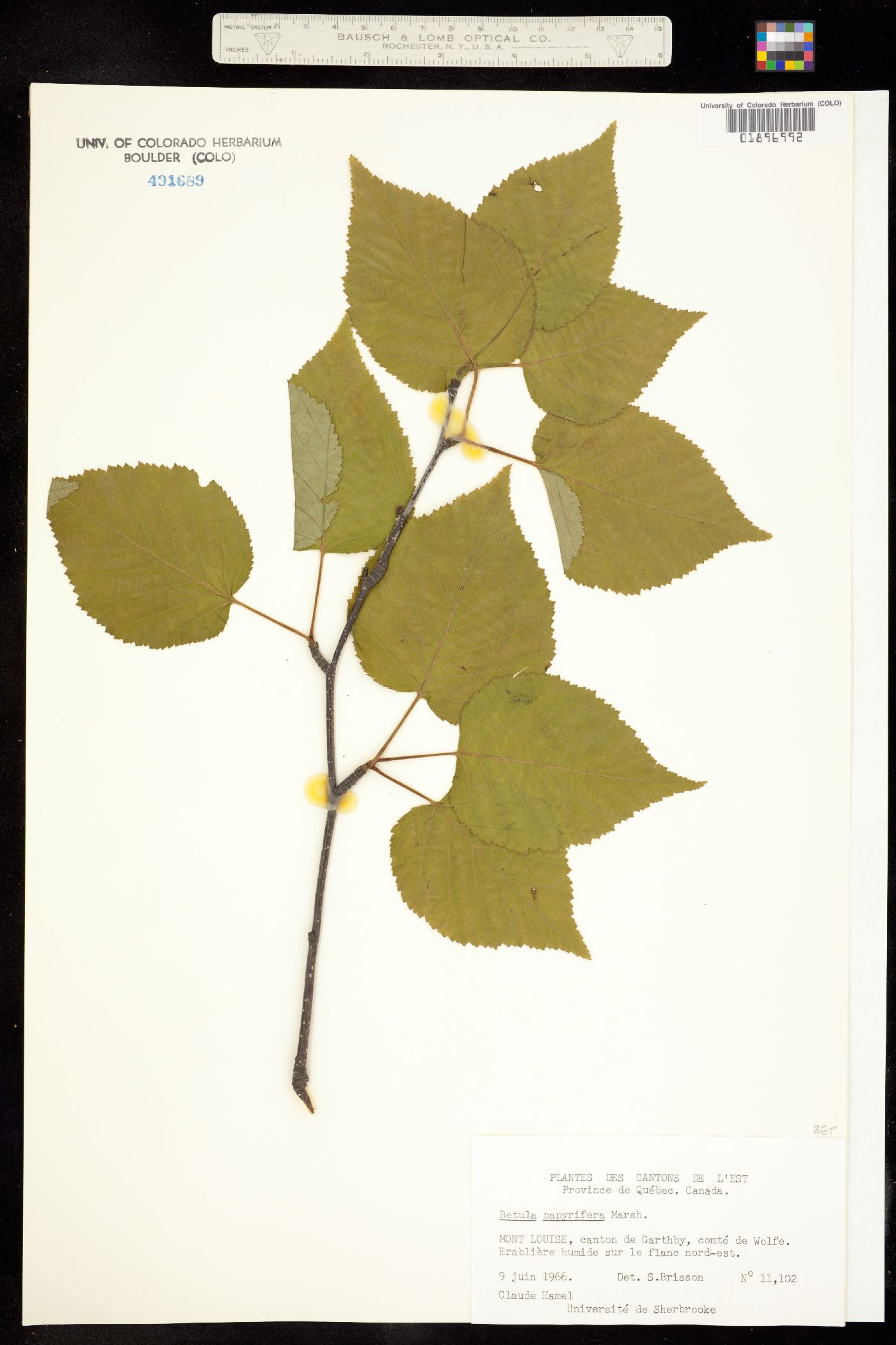 Betula papyrifera image