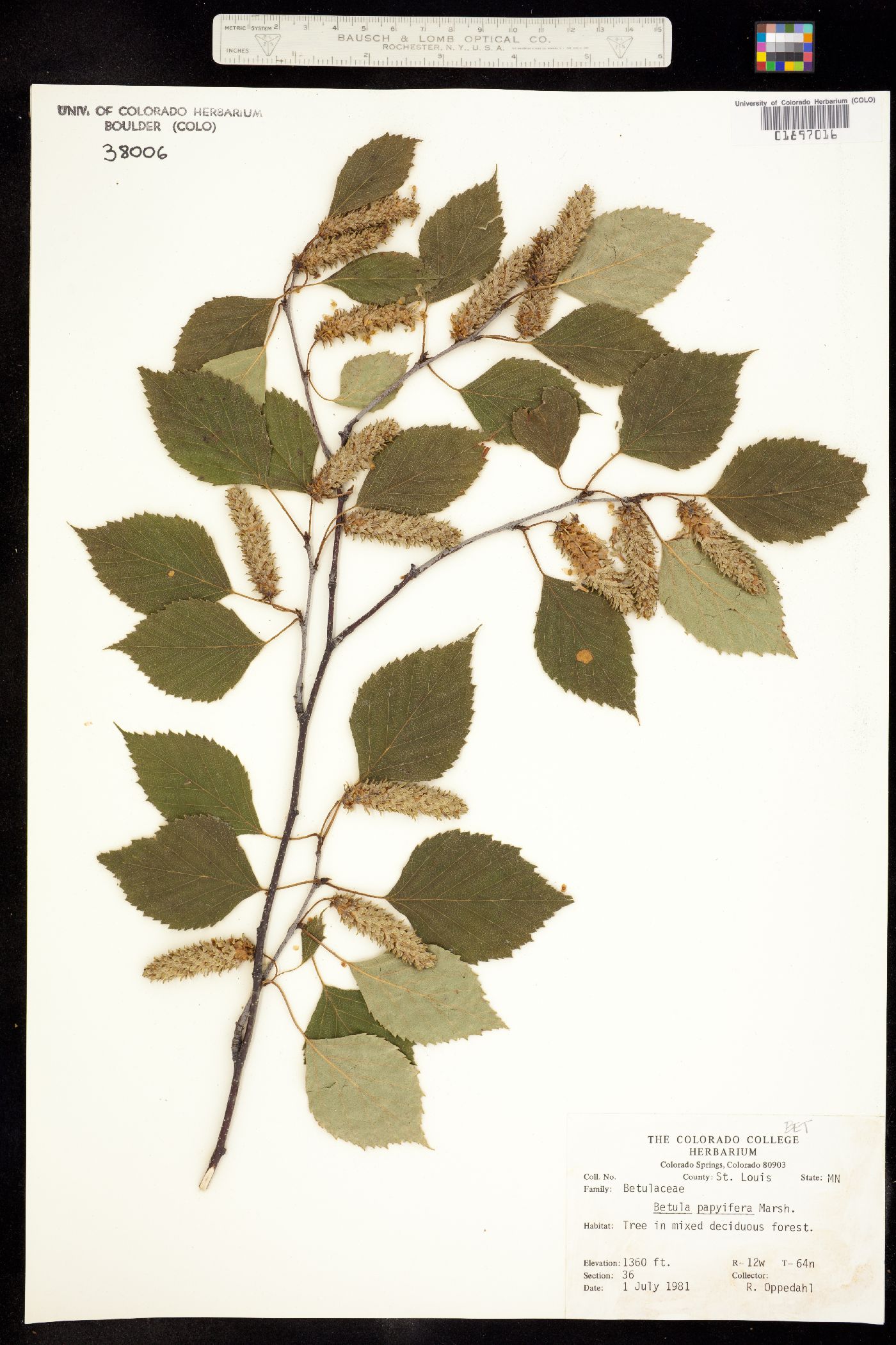 Betula papyrifera image