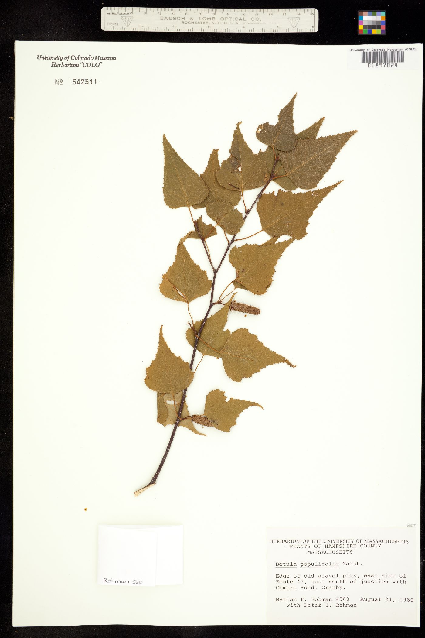 Betula populifolia image