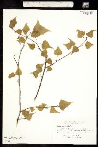 Image of Betula populifolia