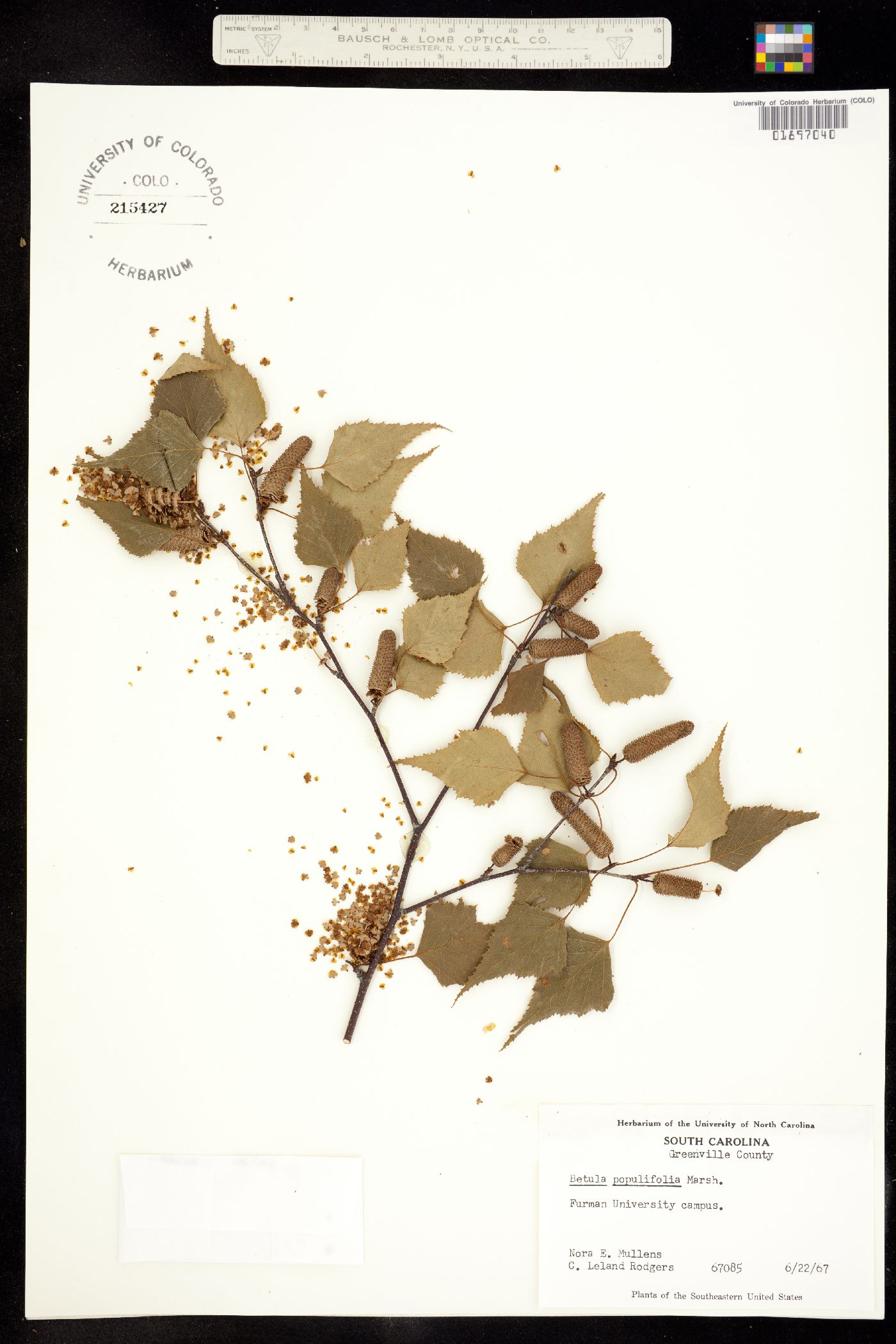 Betula populifolia image