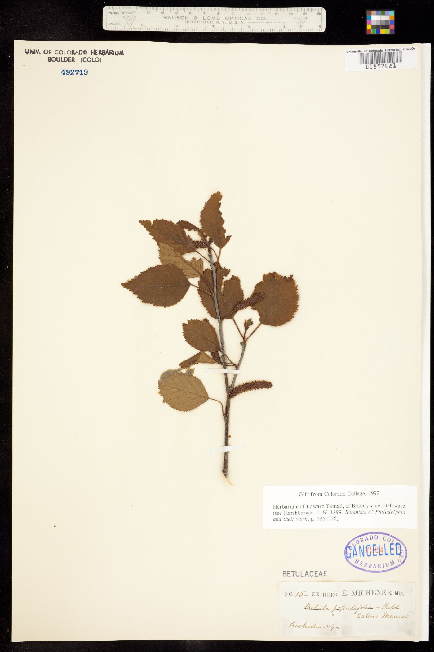 Betula populifolia image