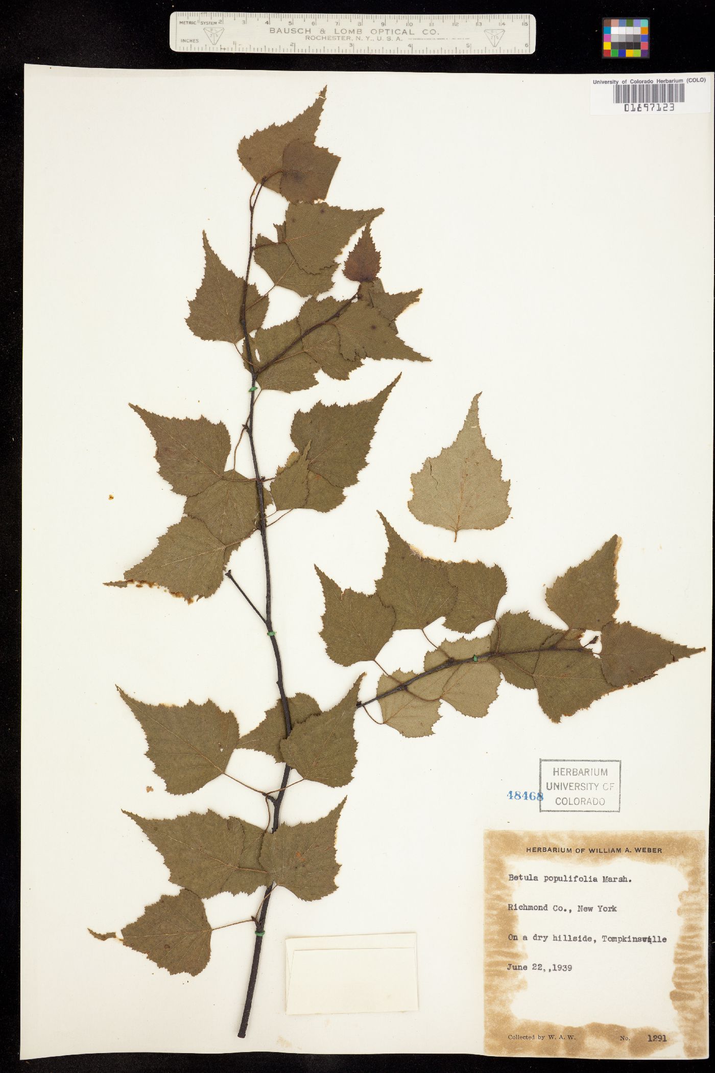 Betula populifolia image