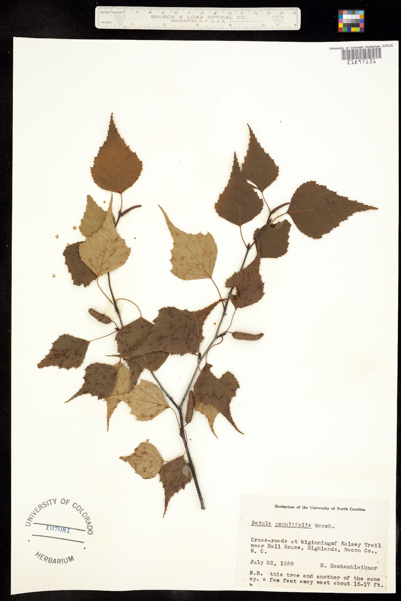 Betula populifolia image