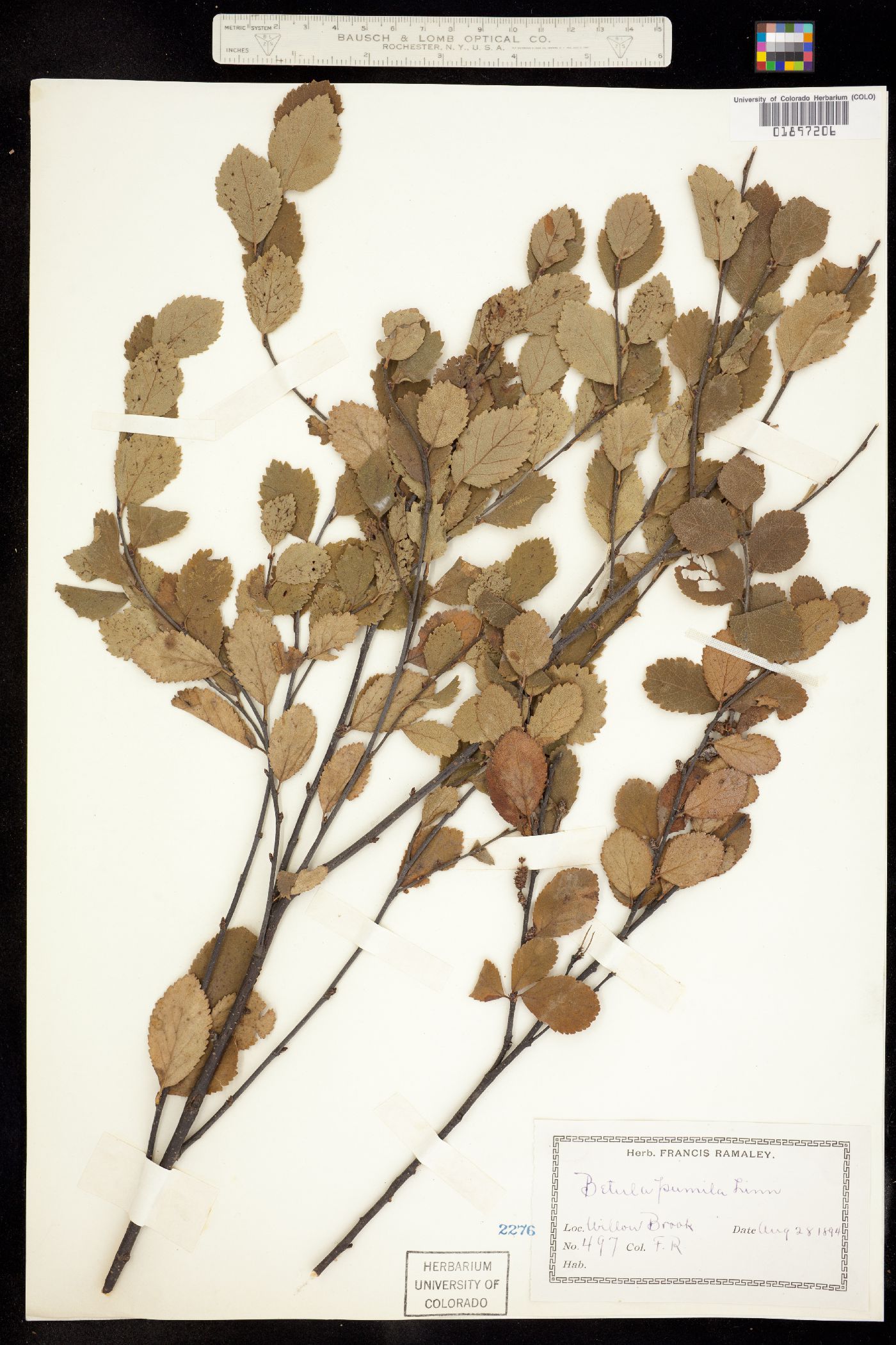 Betula pumila image