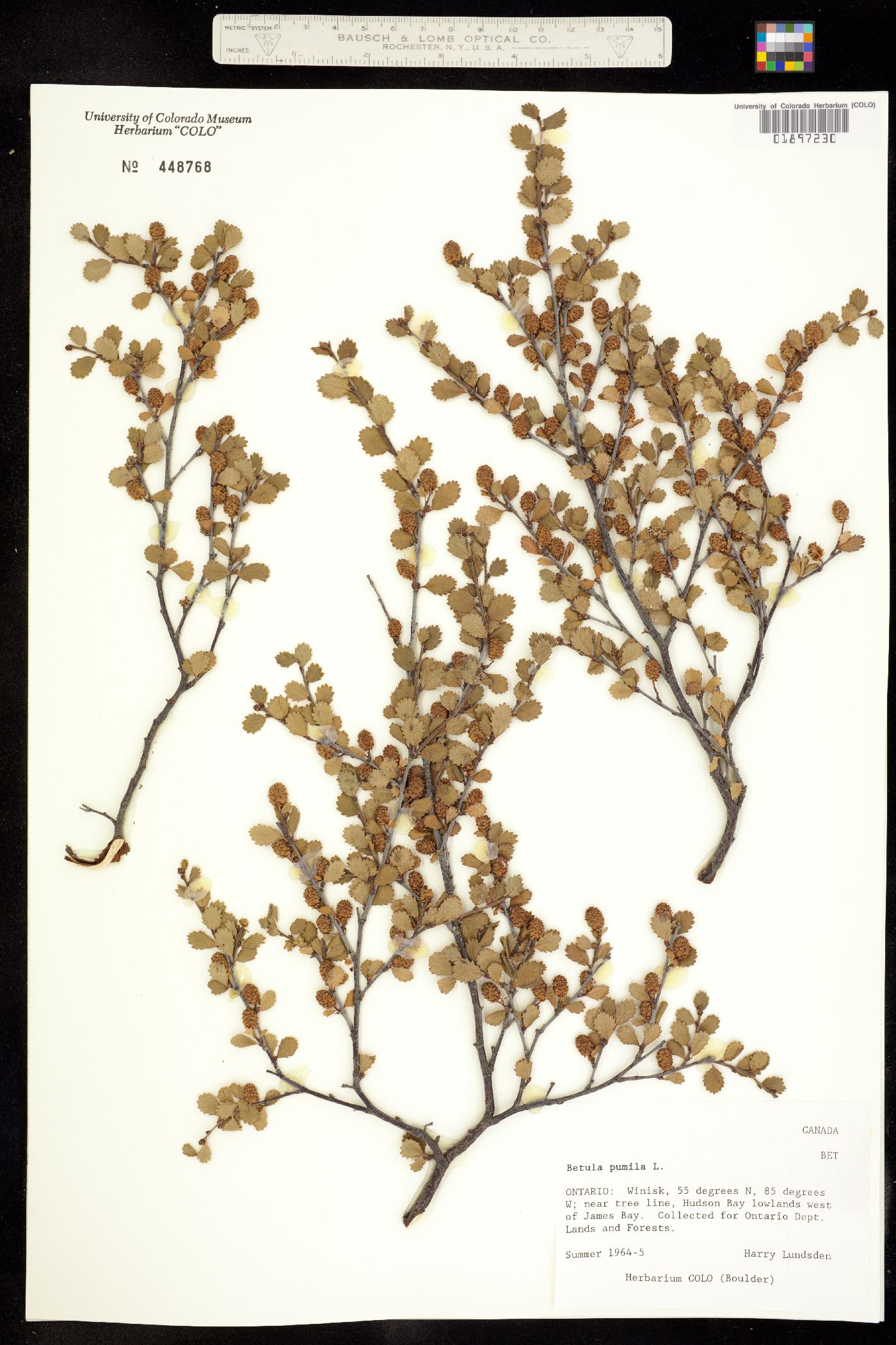 Betula pumila image