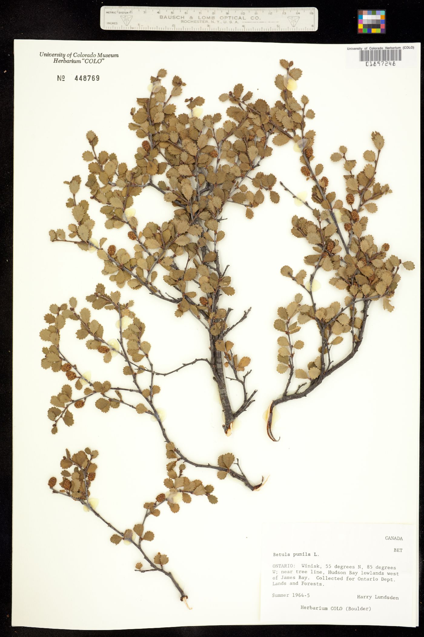 Betula pumila image