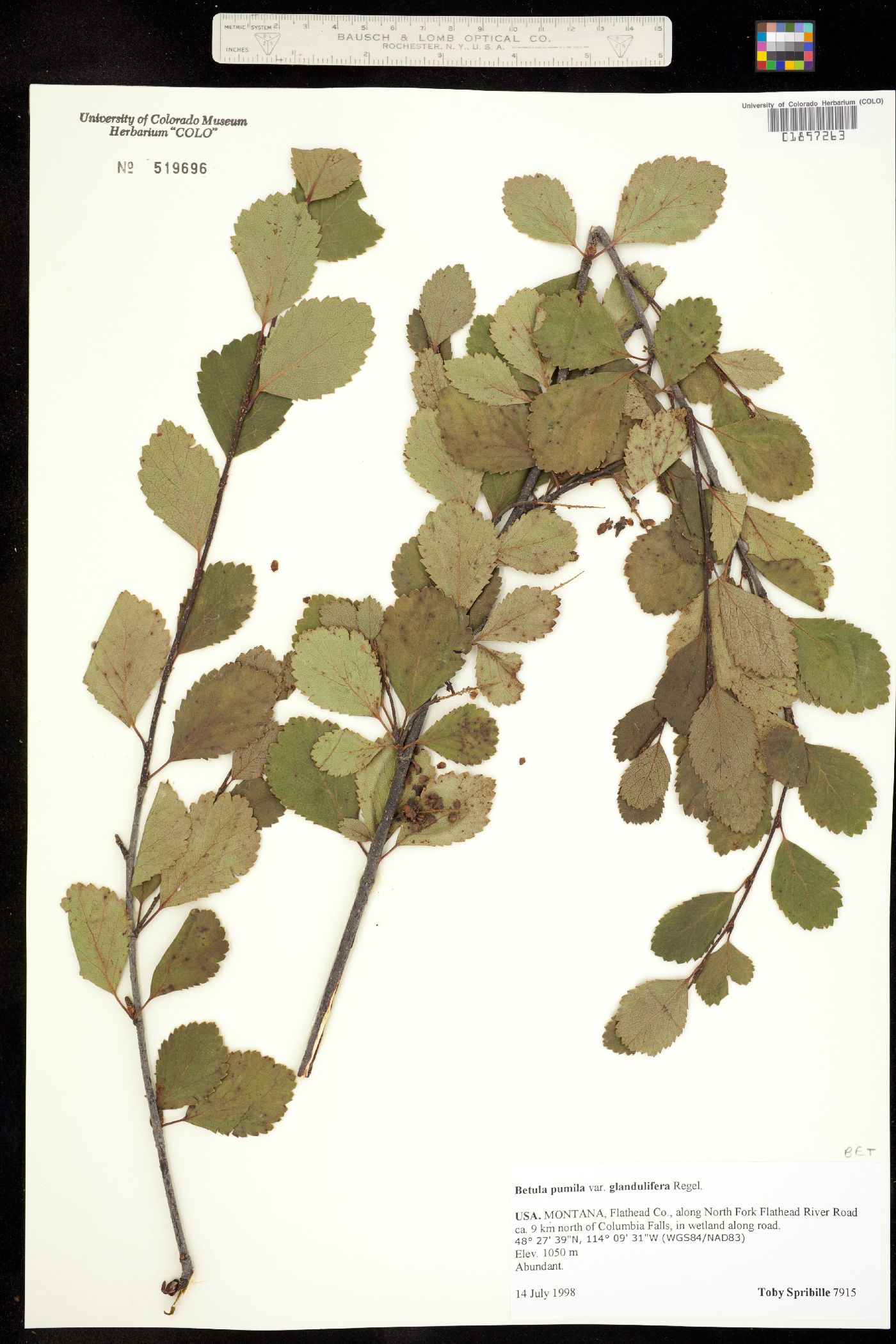 Betula pumila image