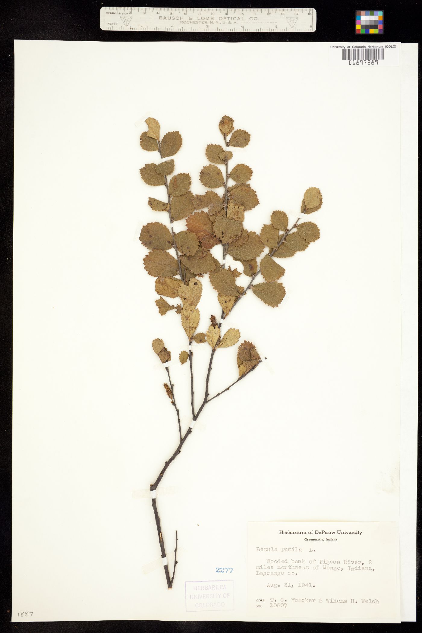 Betula pumila image
