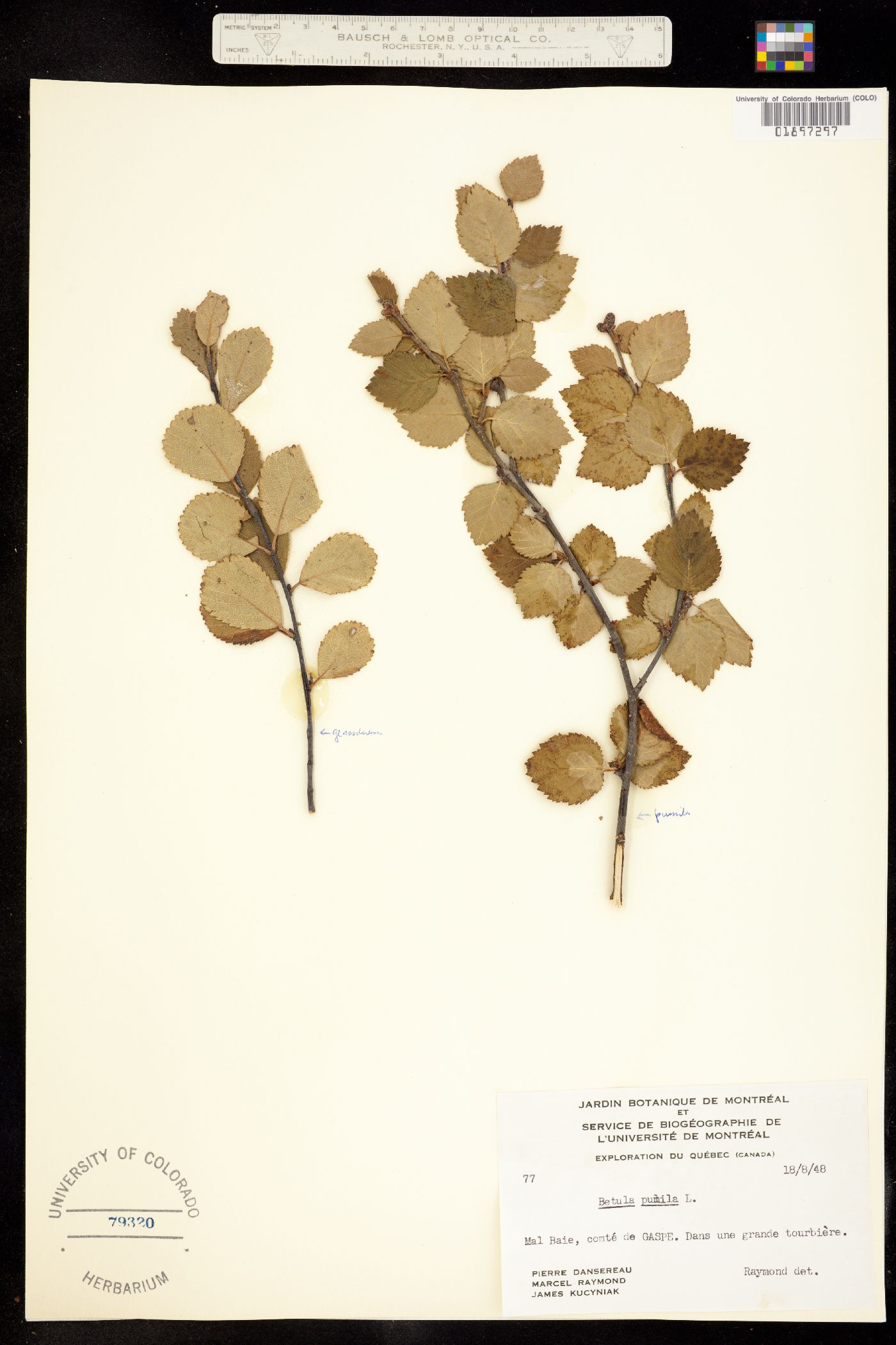 Betula pumila image