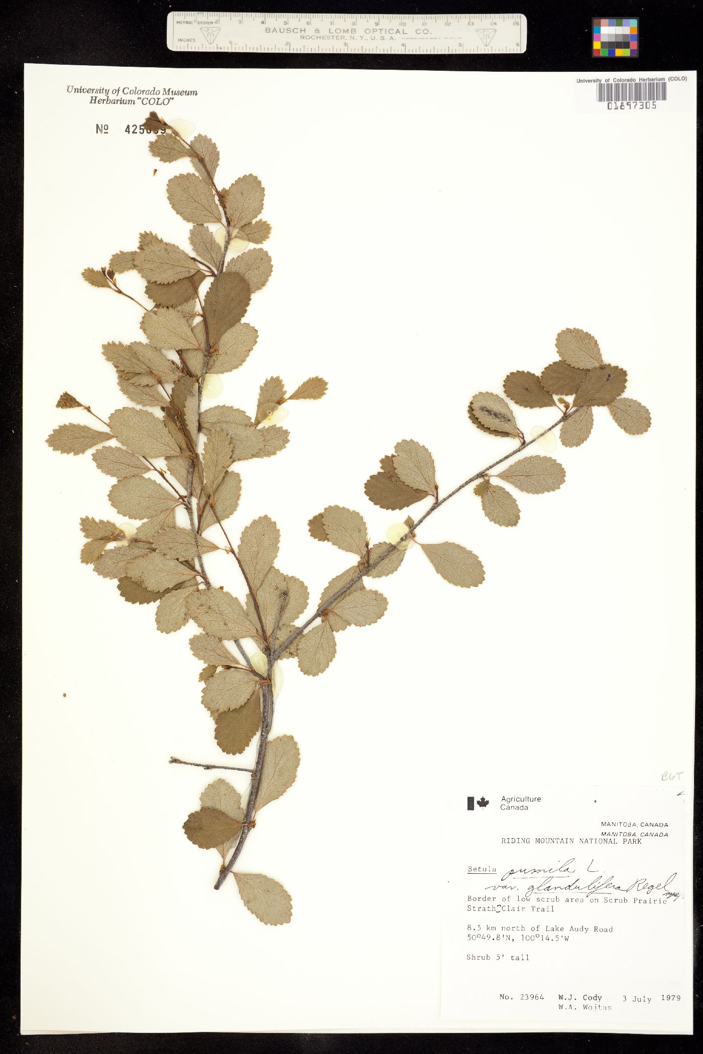 Betula pumila image