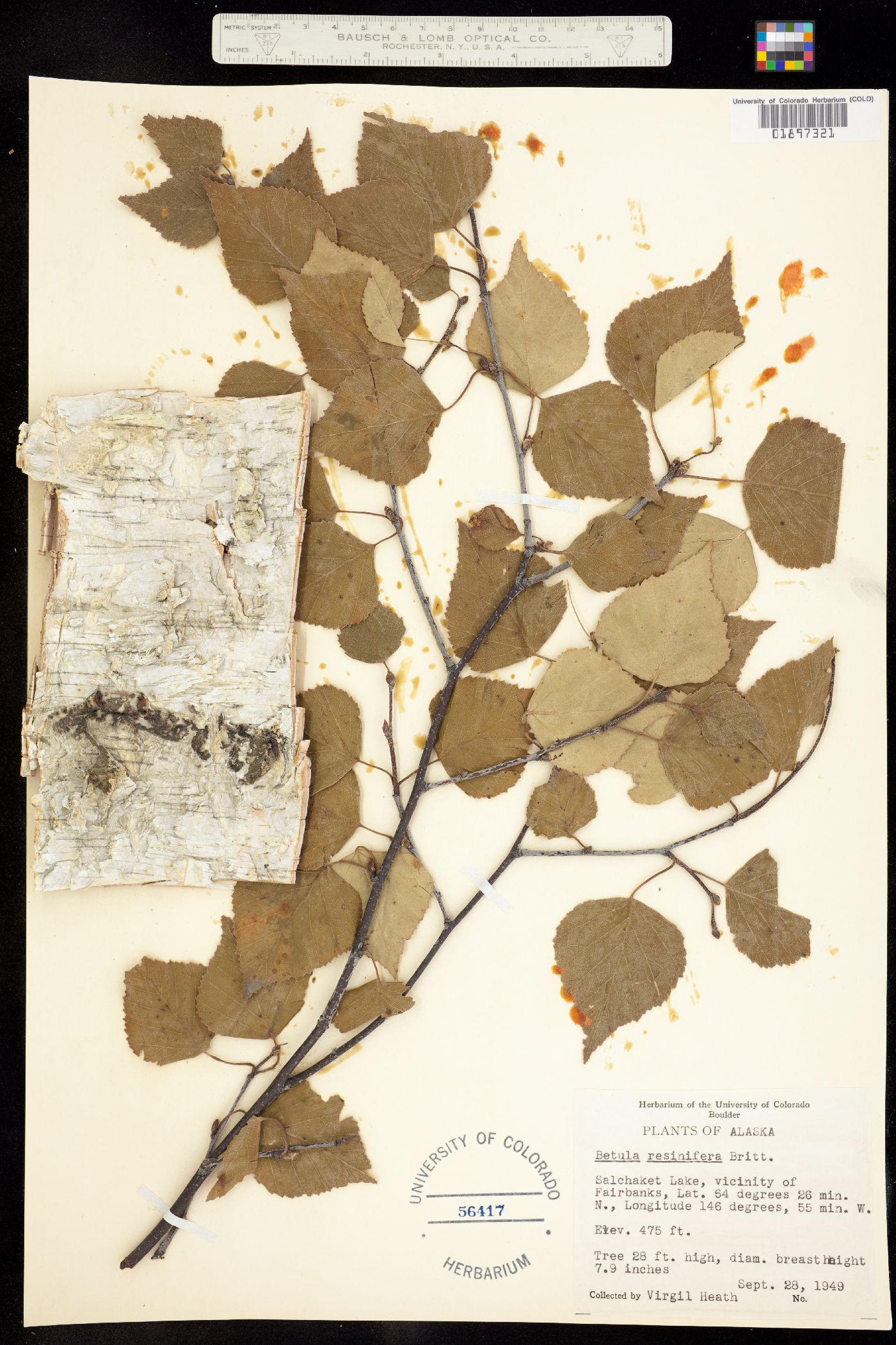 Betula neoalaskana image