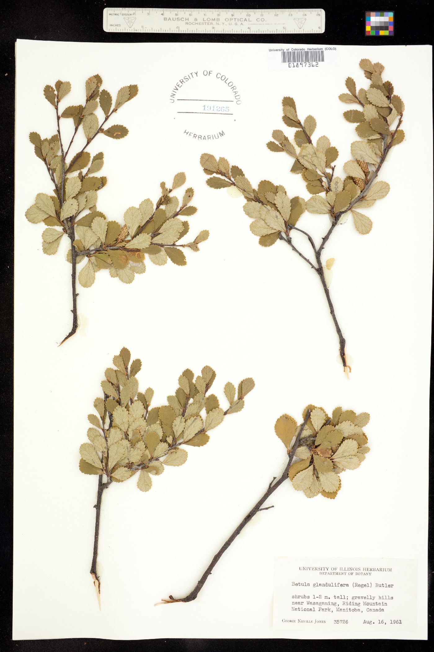 Betula pumila image