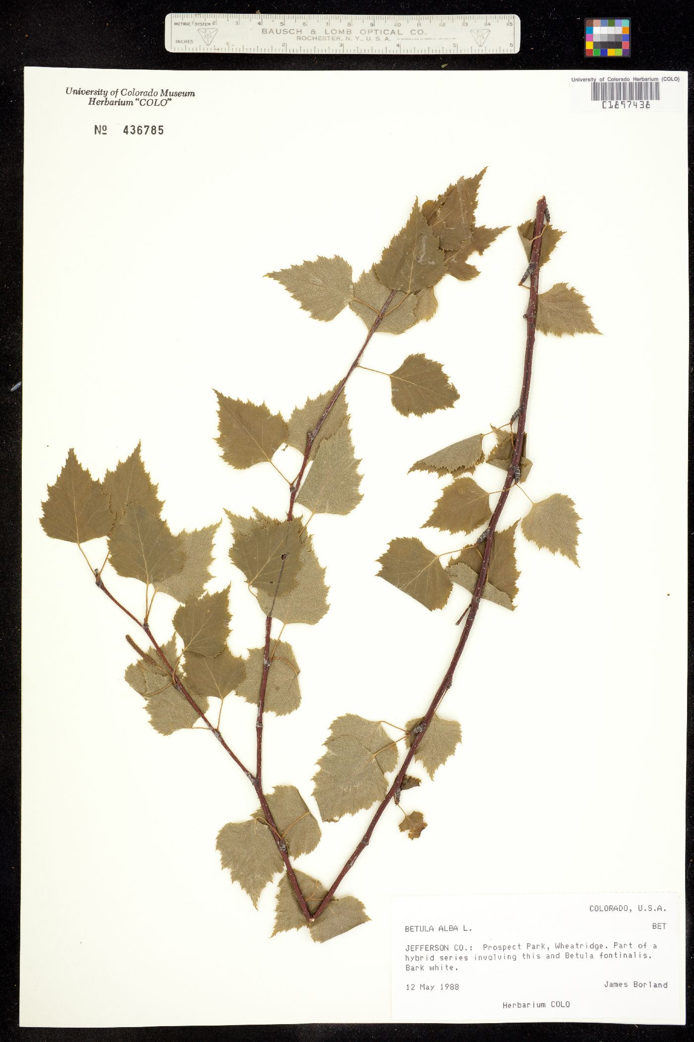 Betula pubescens ssp. pubescens image