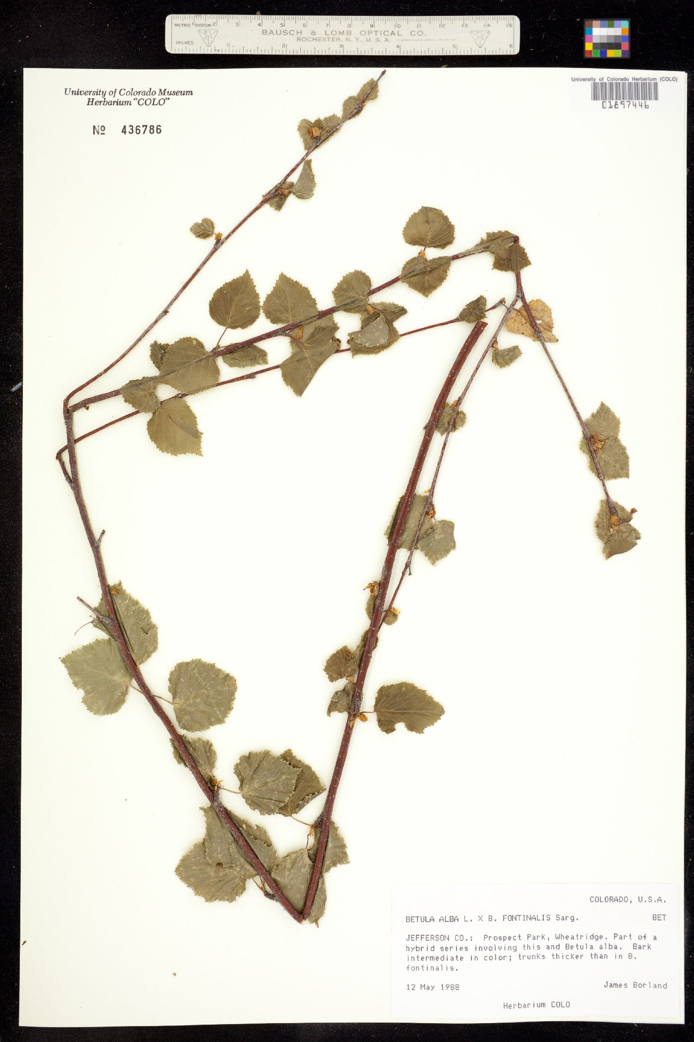 Betula alba image