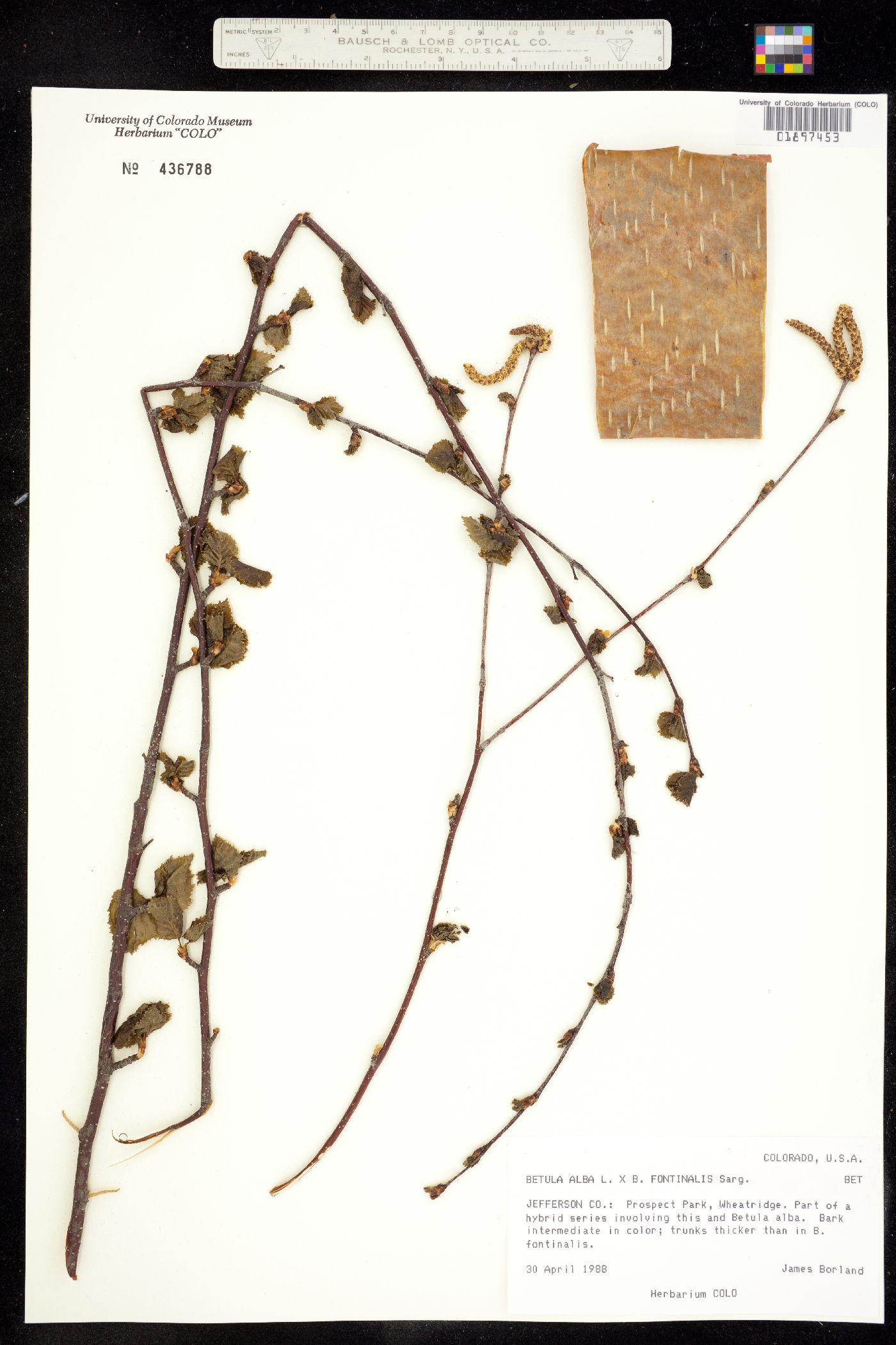 Betula pubescens ssp. pubescens image