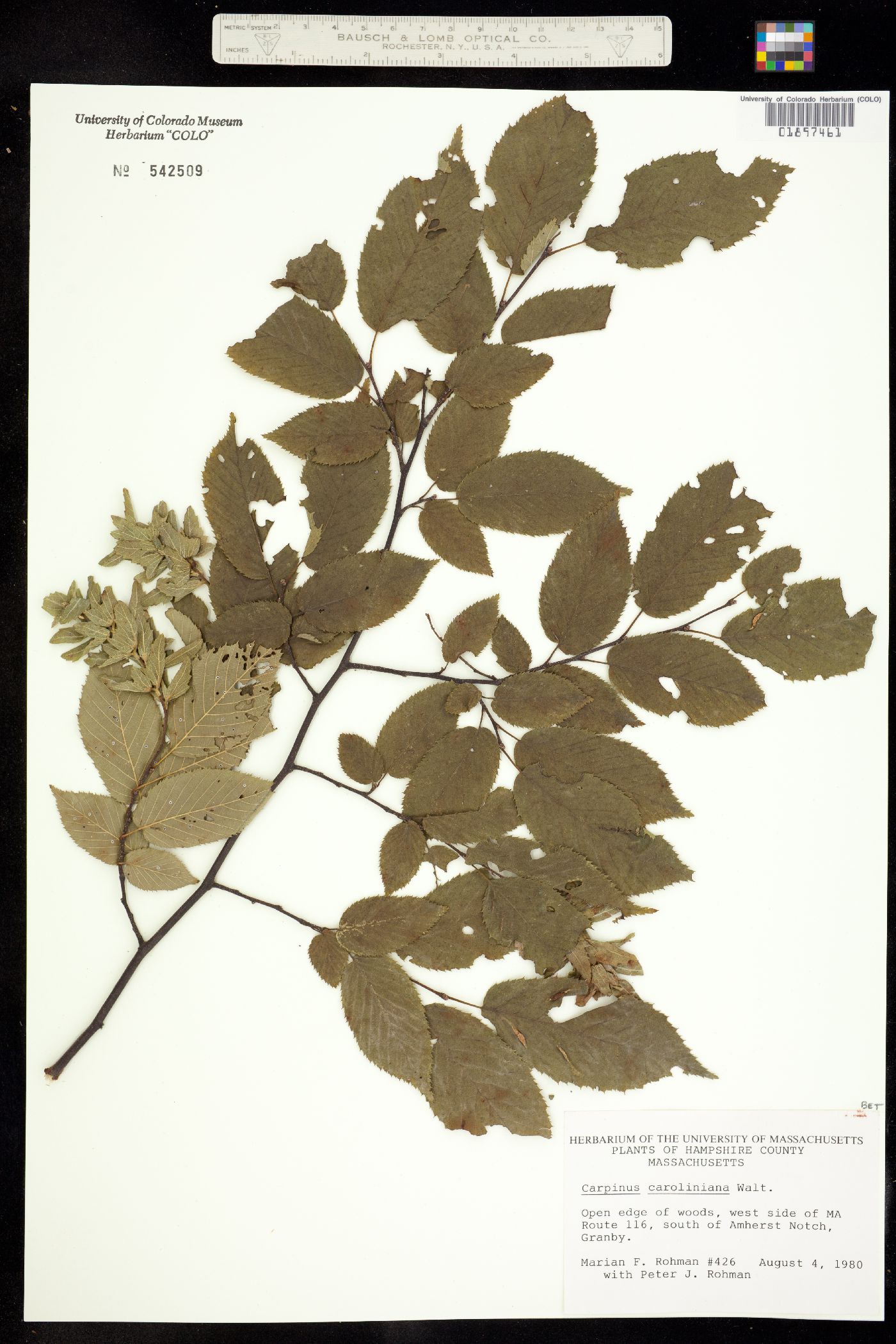 Carpinus caroliniana image