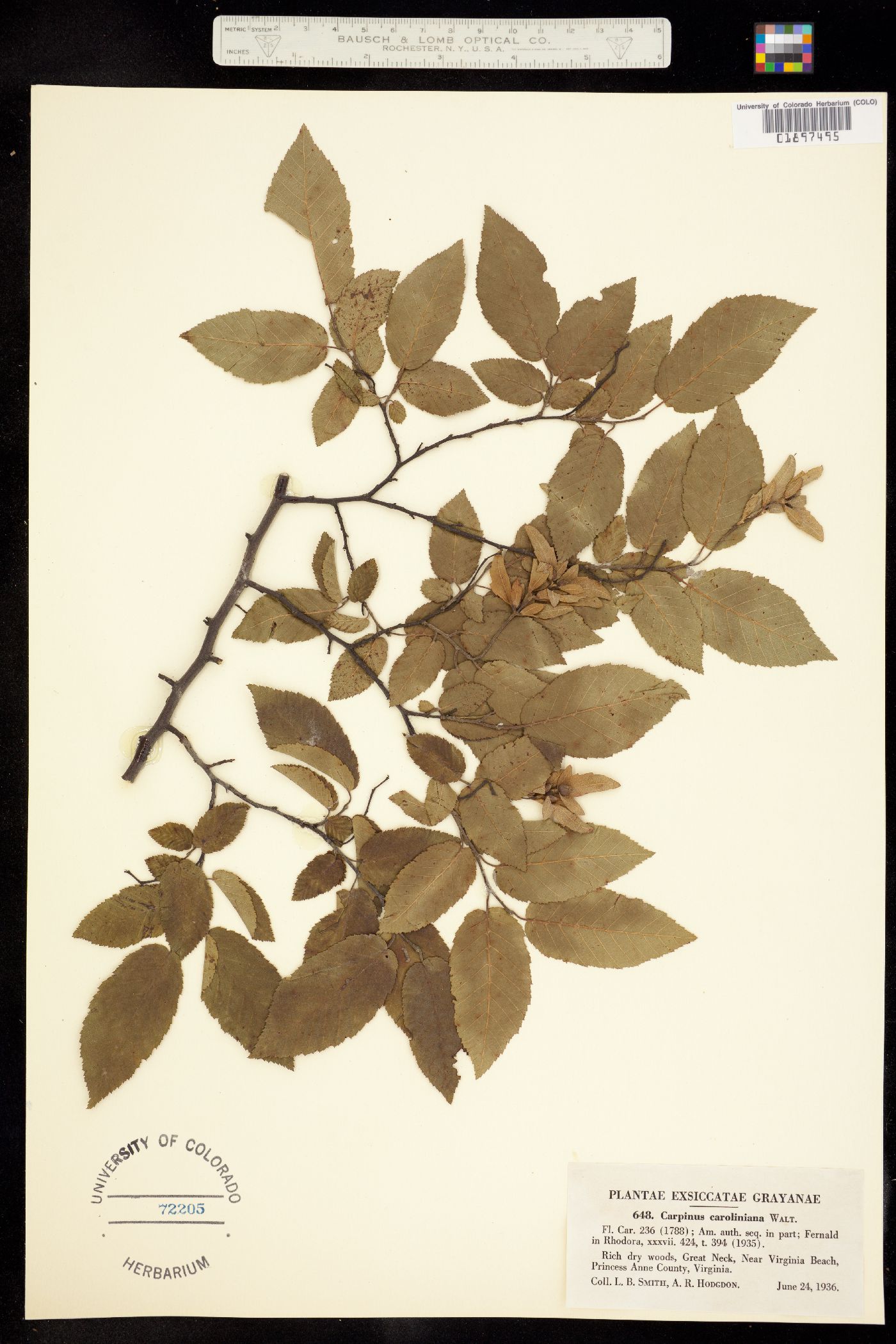 Carpinus caroliniana image