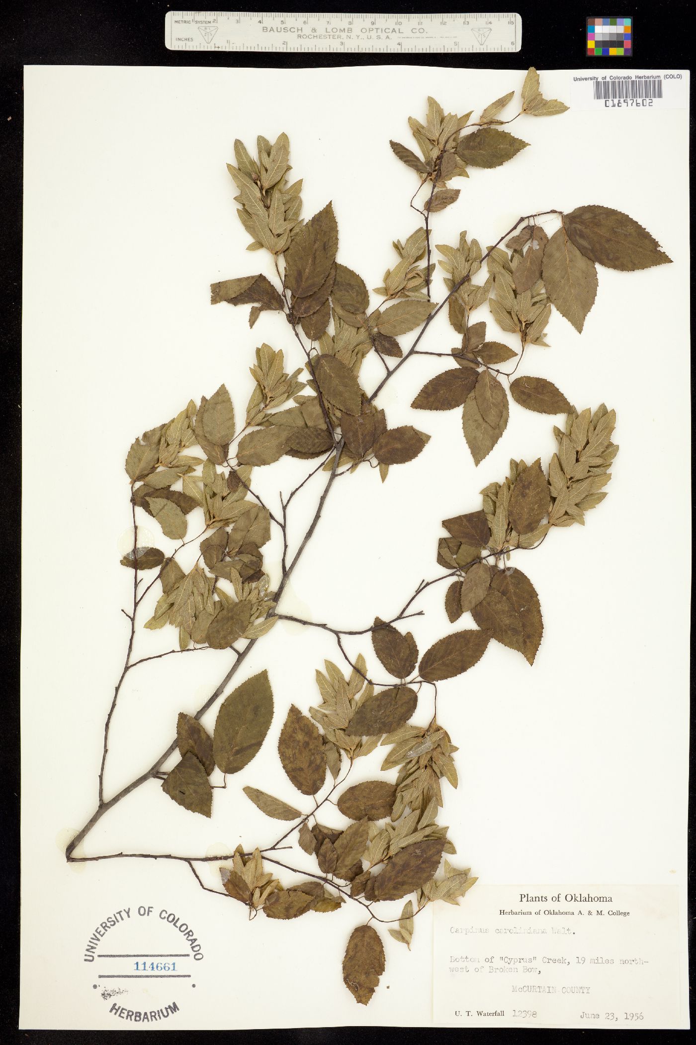 Carpinus caroliniana image
