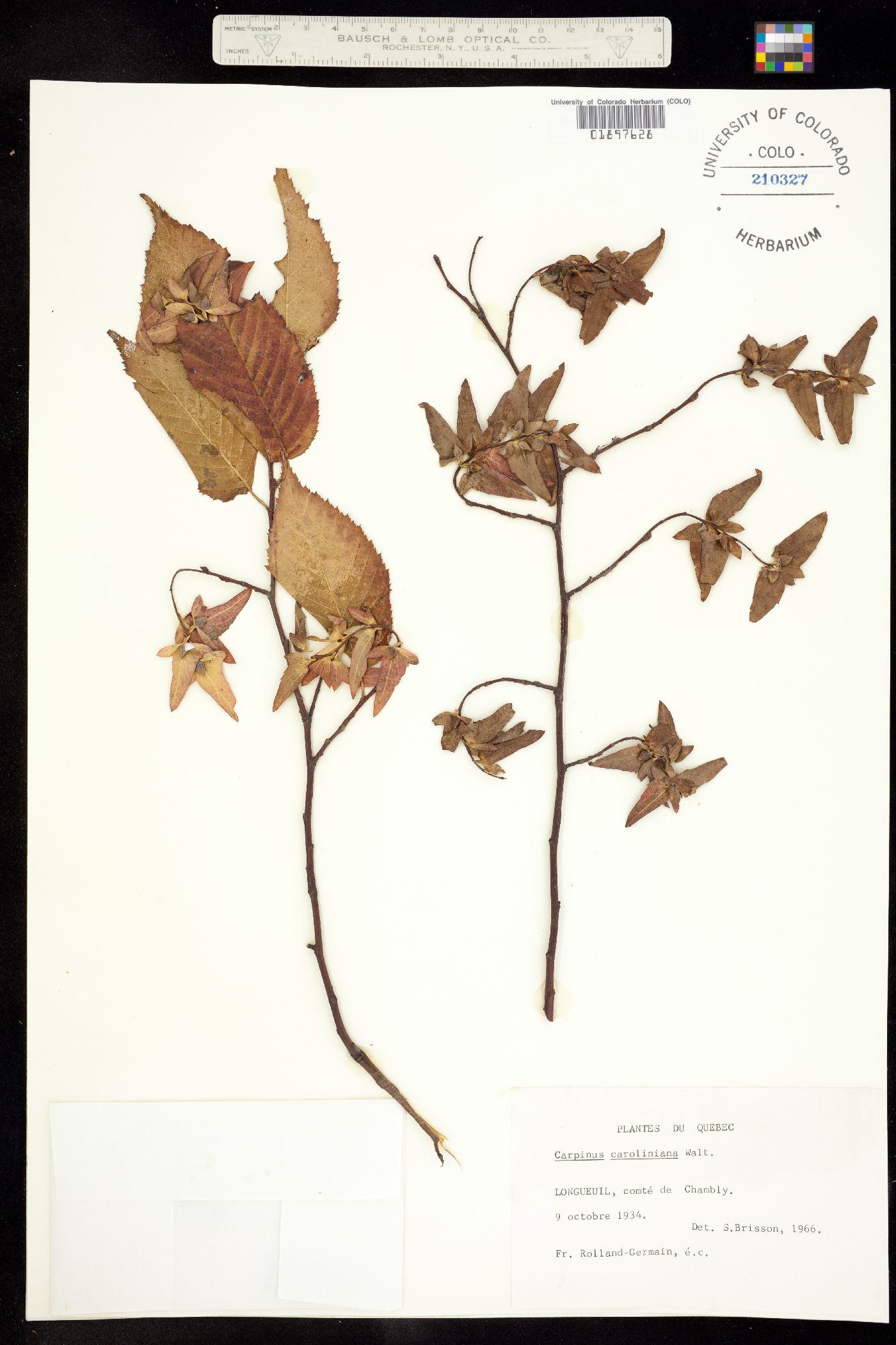 Carpinus caroliniana image