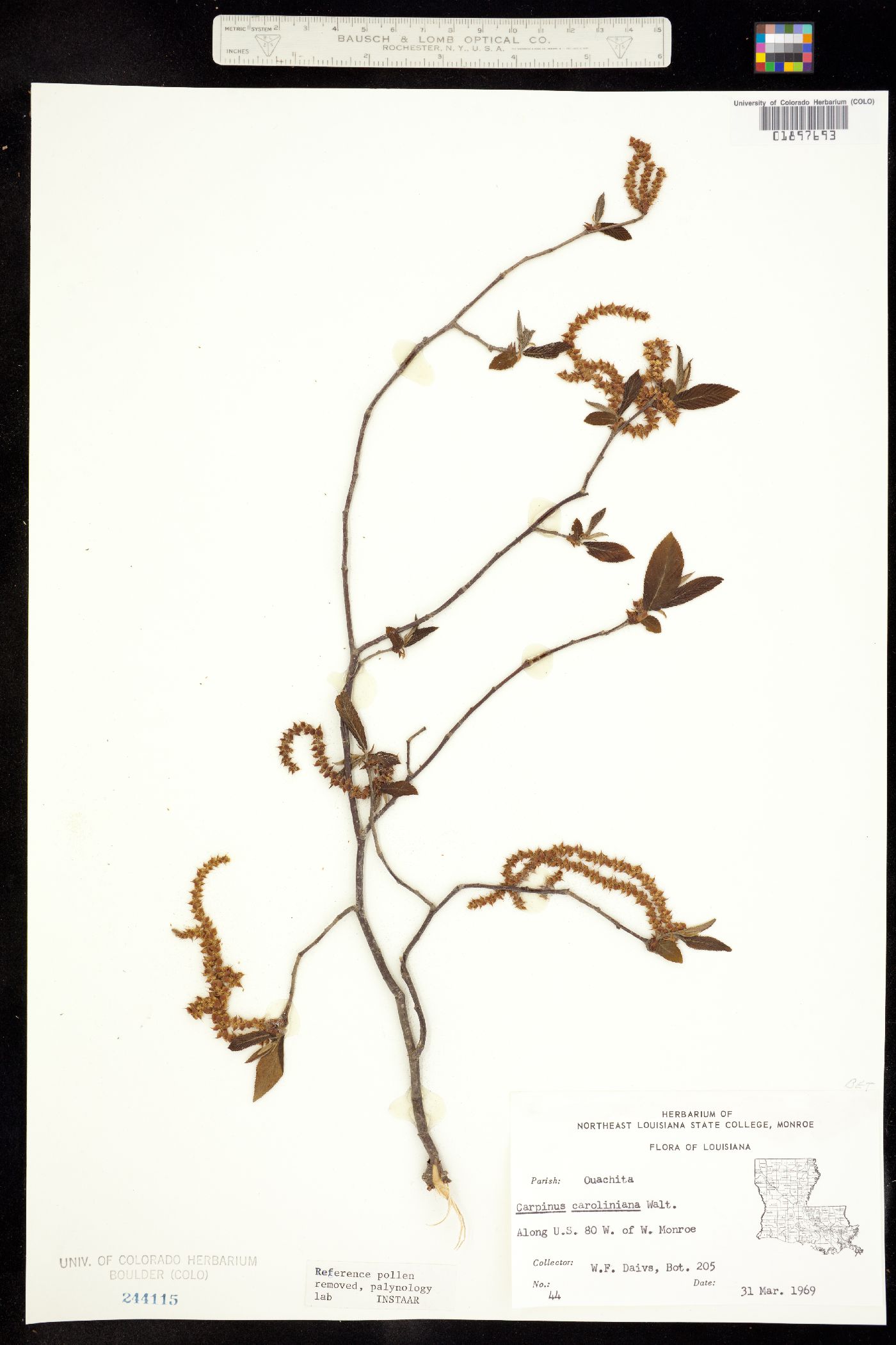 Carpinus image