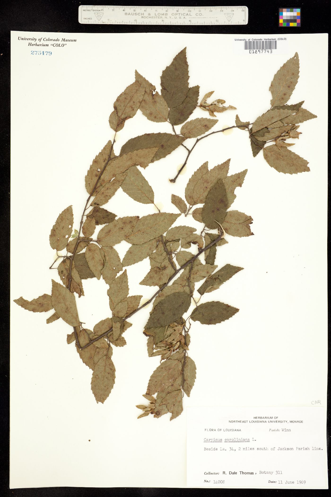 Carpinus caroliniana image