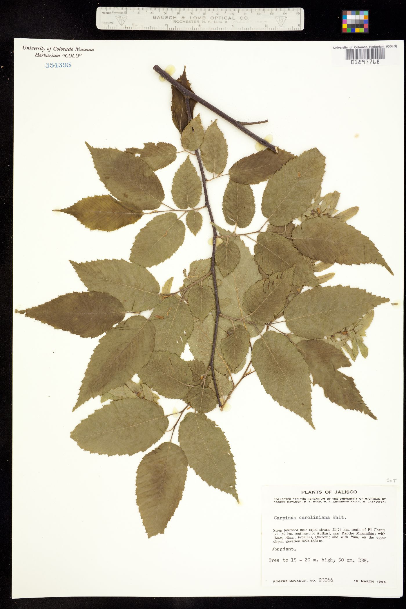 Carpinus caroliniana image