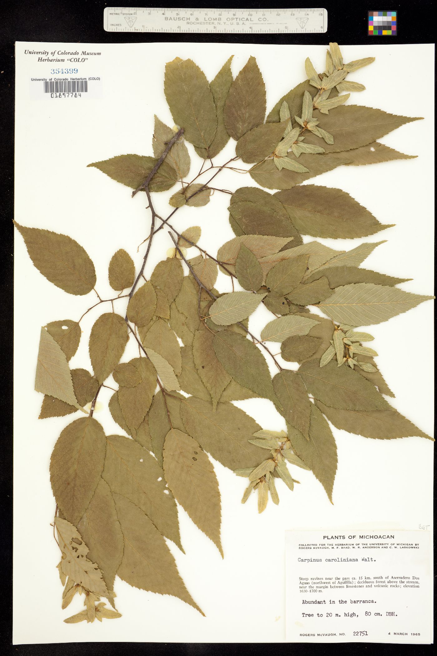 Carpinus caroliniana image