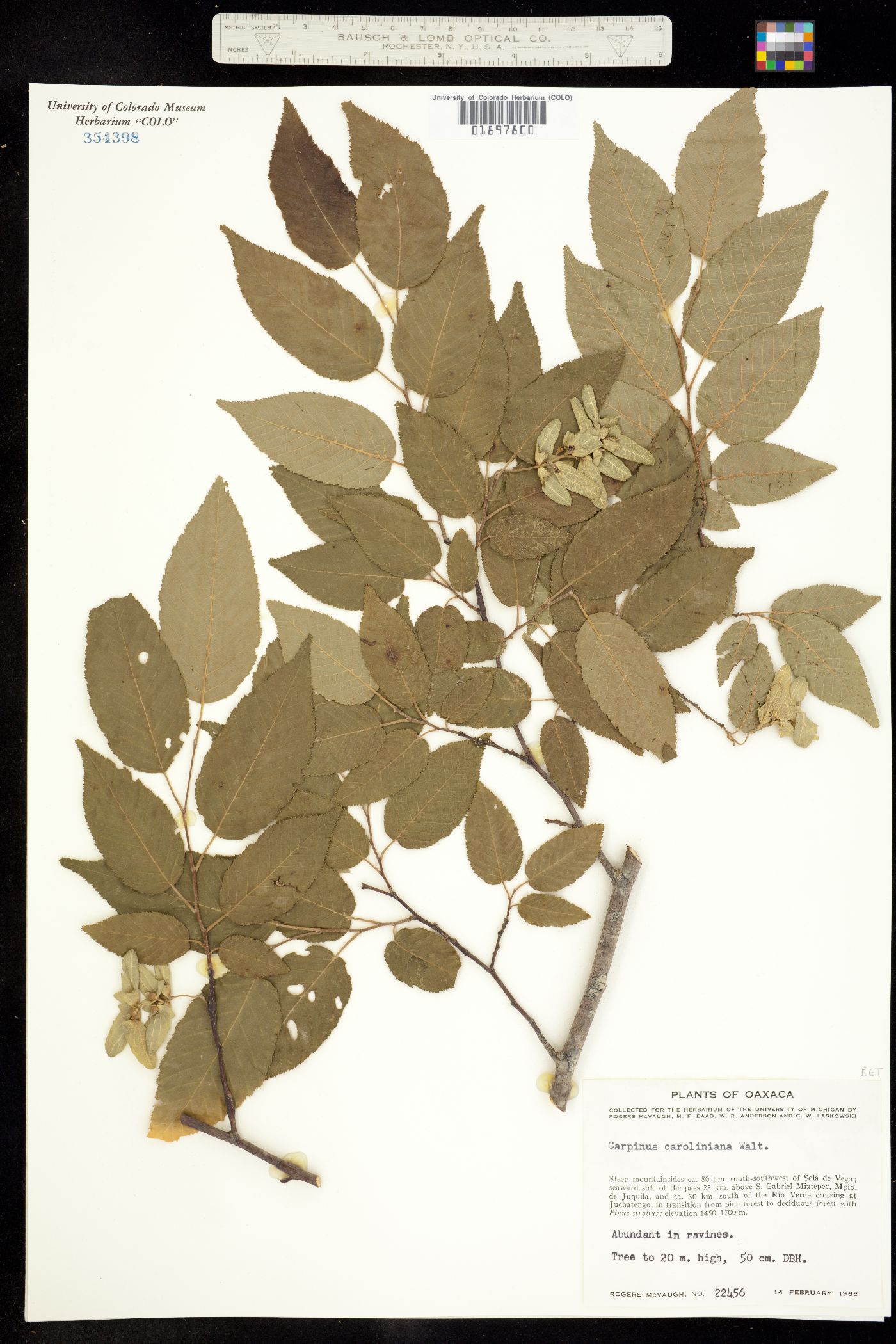 Carpinus caroliniana image