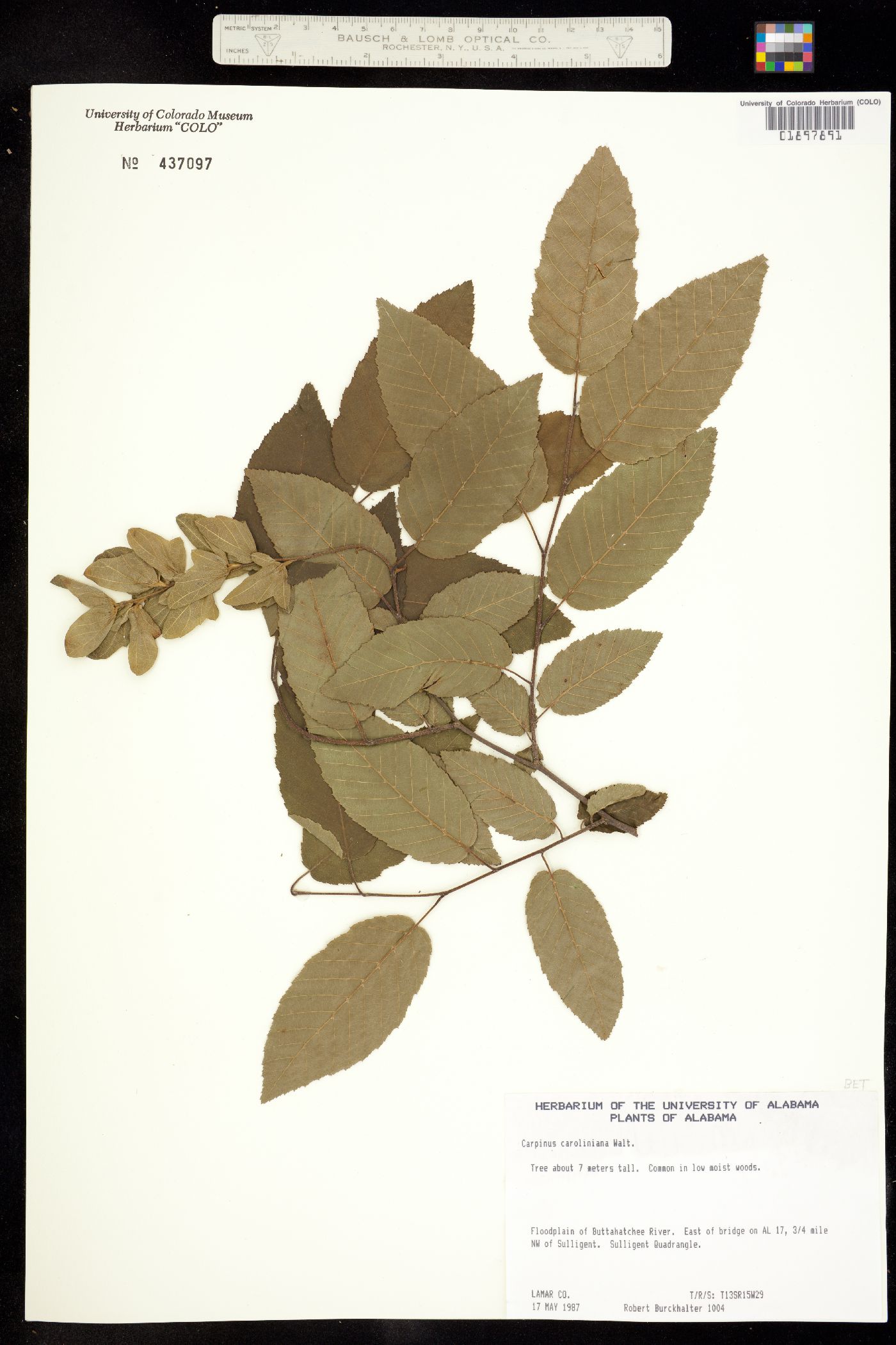 Carpinus caroliniana image