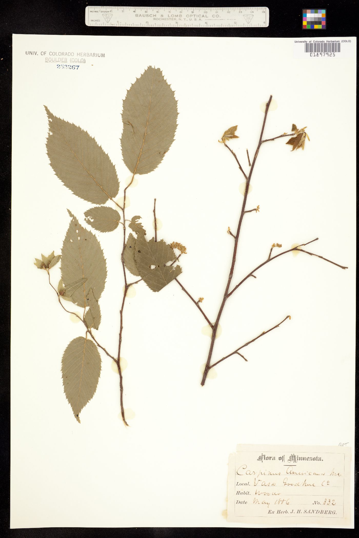Corylus americana image