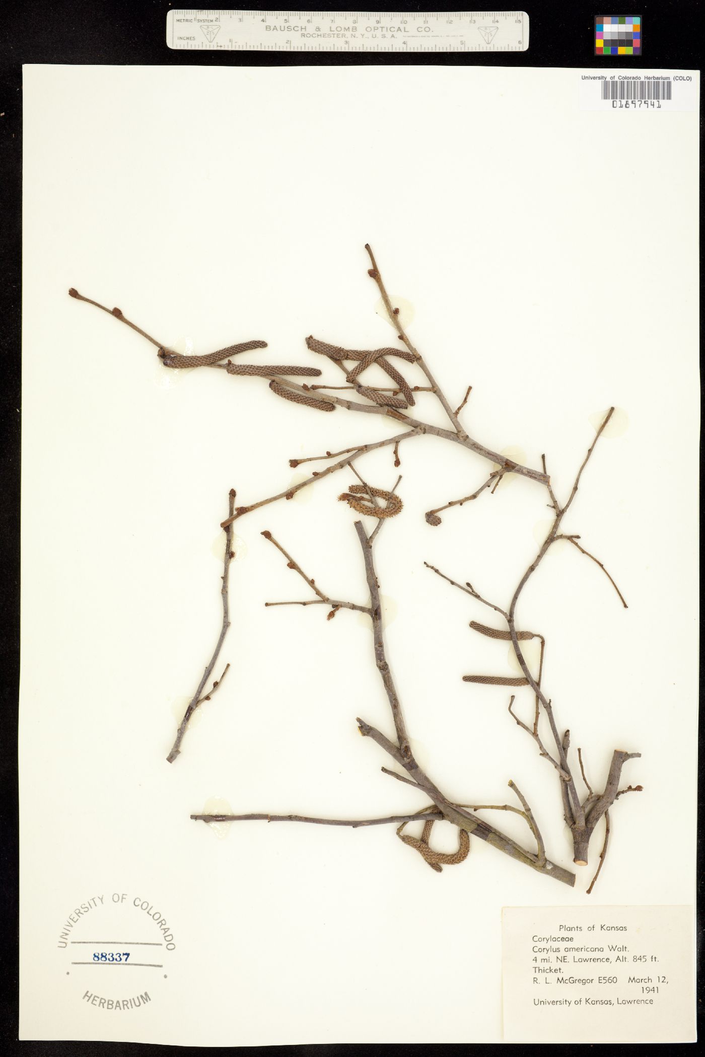 Corylus americana image