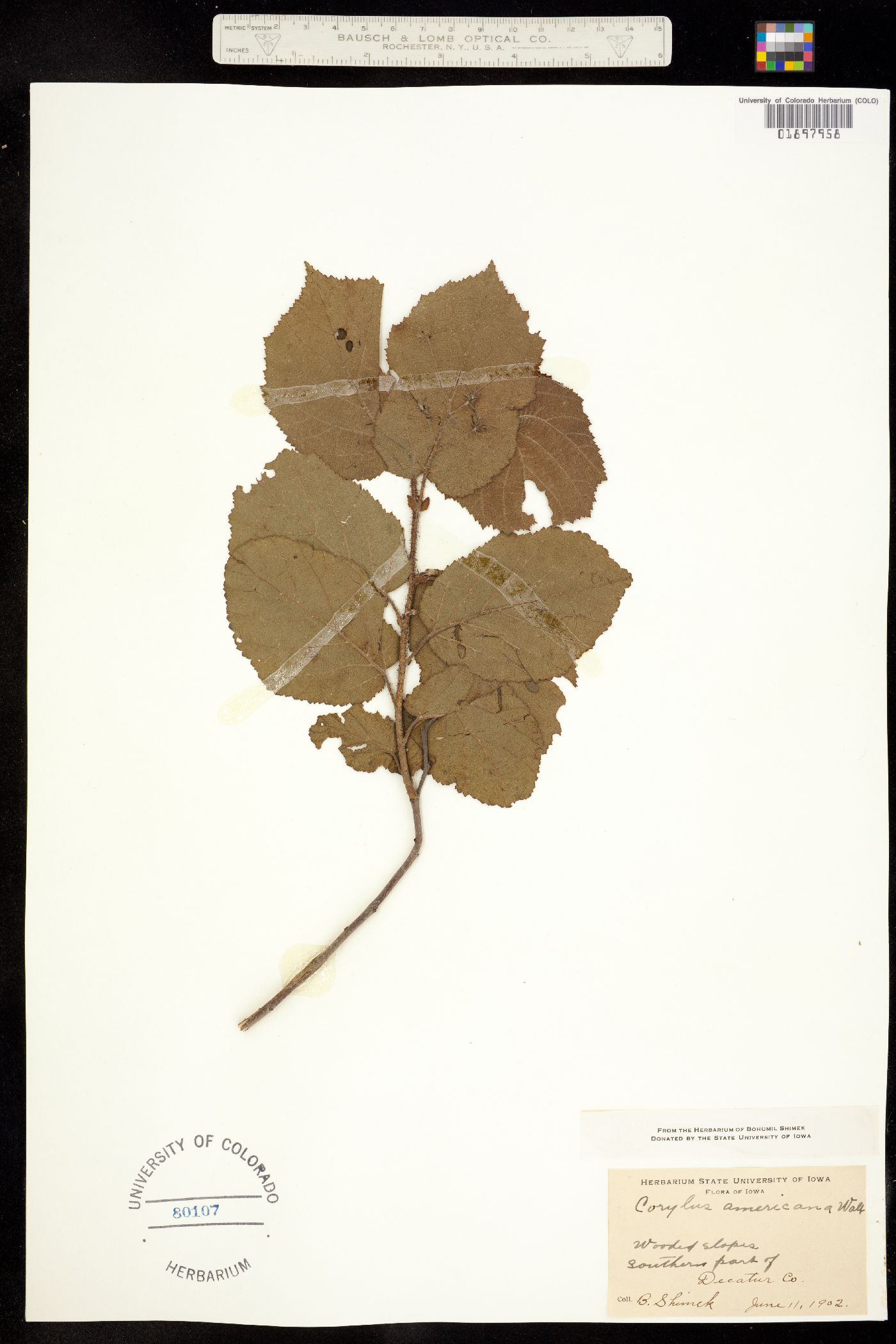 Corylus americana image