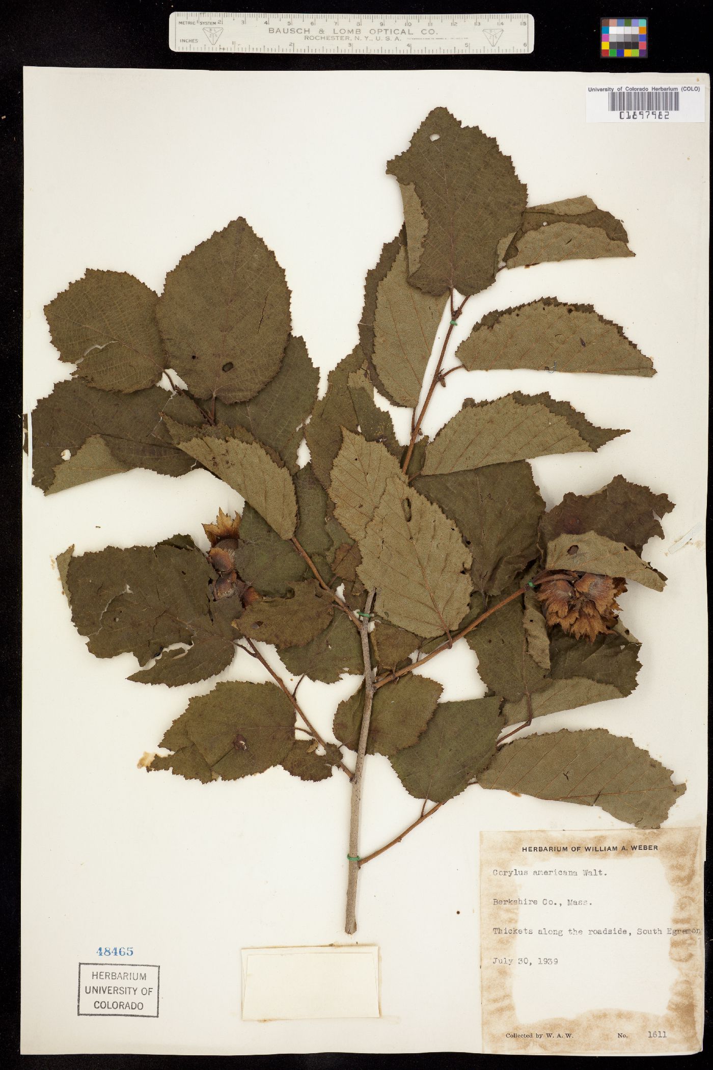 Corylus americana image