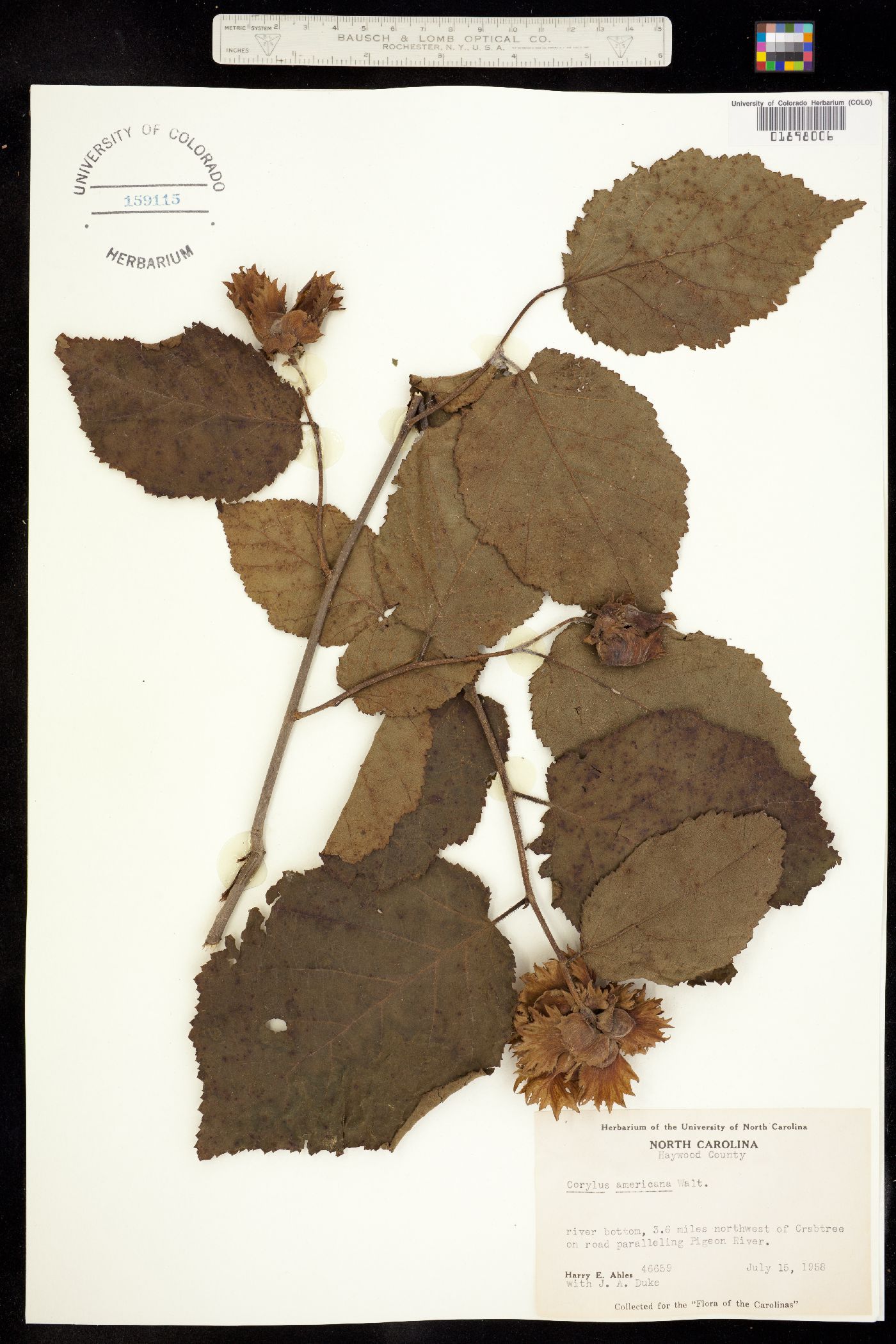 Corylus americana image