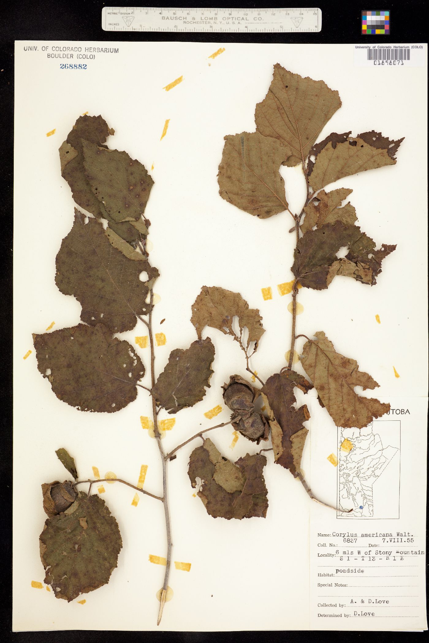 Corylus americana image