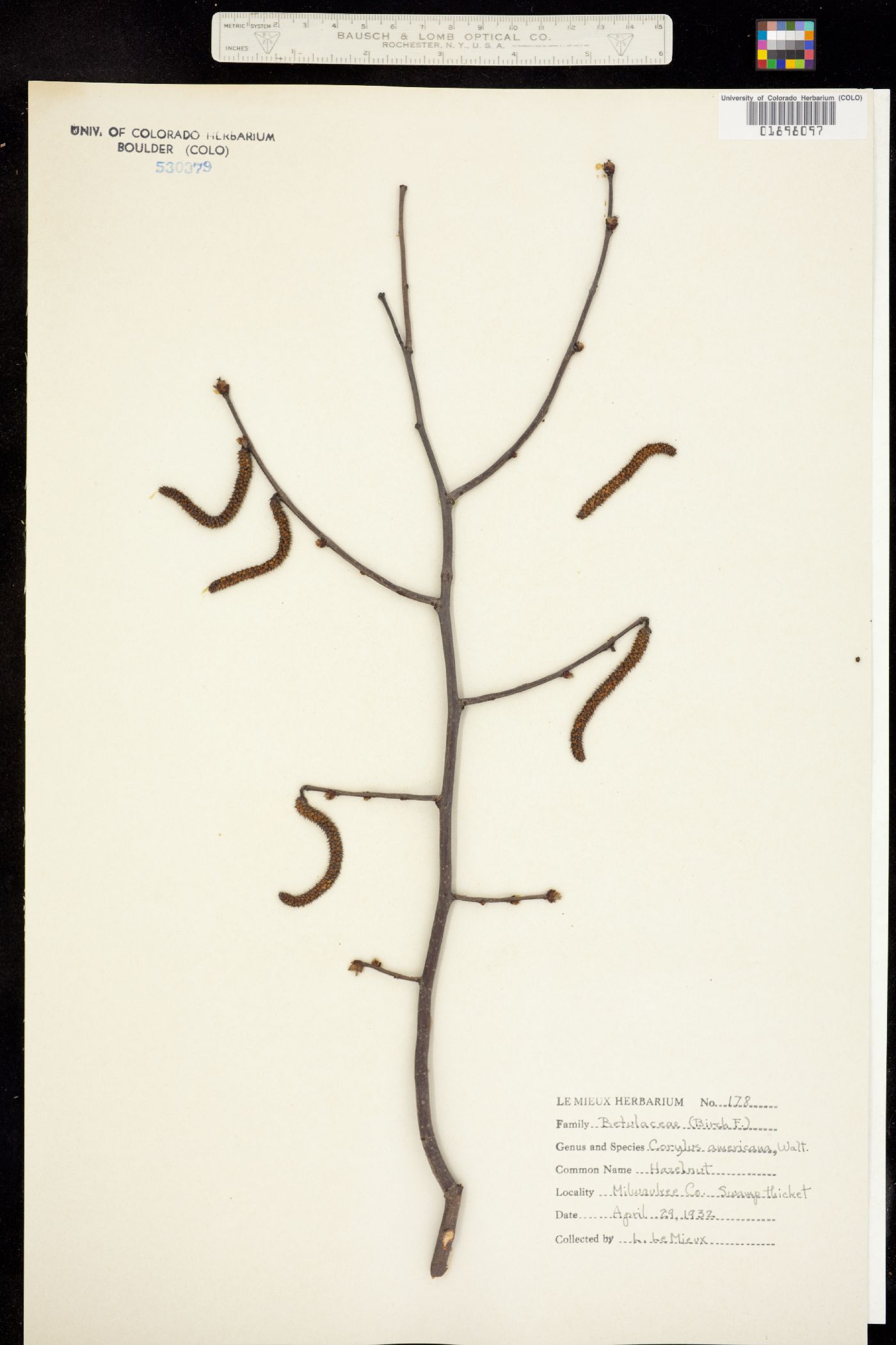 Corylus americana image