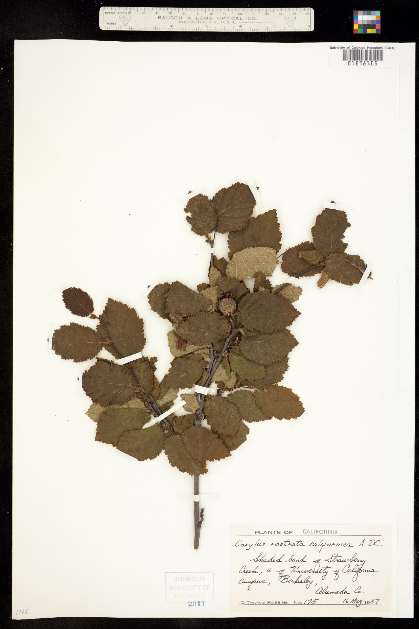 Corylus cornuta ssp. californica image