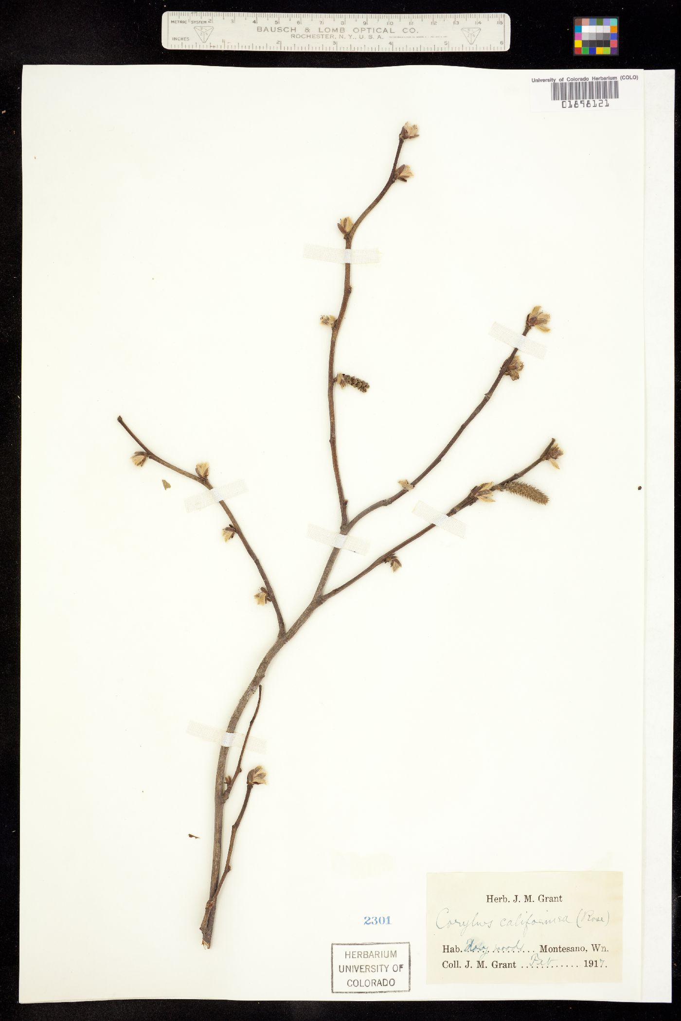 Corylus cornuta ssp. californica image
