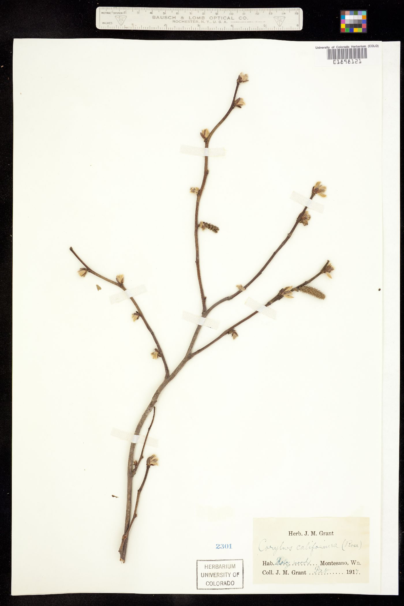 Corylus image