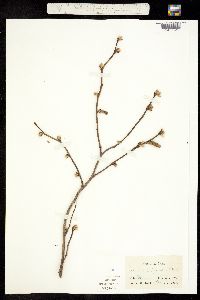 Corylus californica image