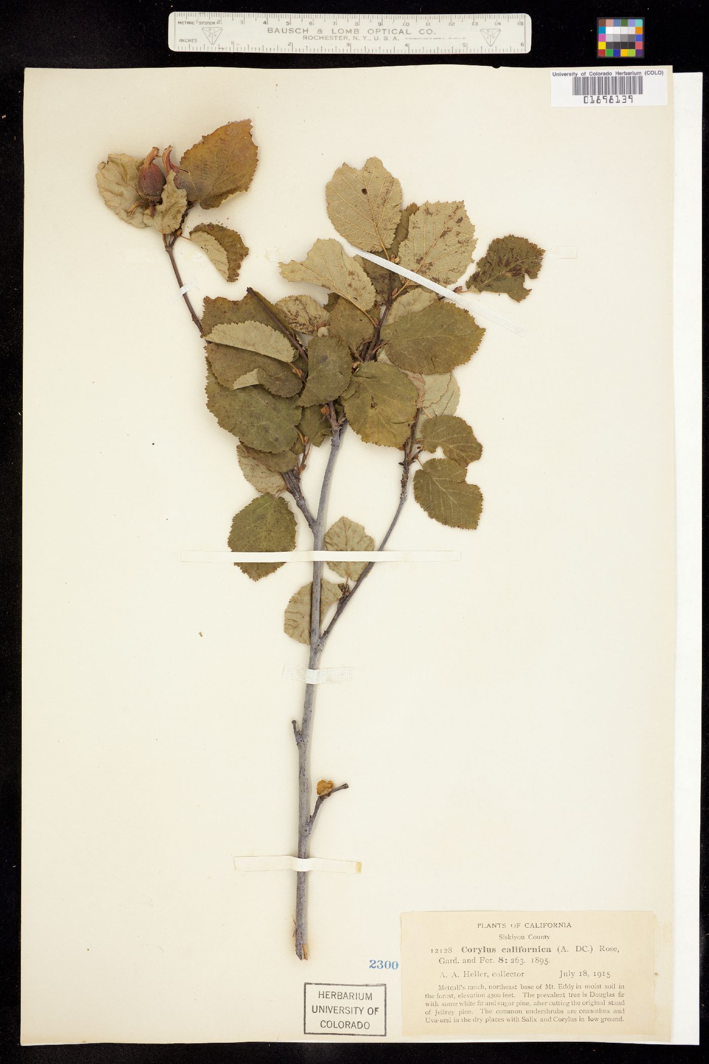 Corylus cornuta ssp. californica image