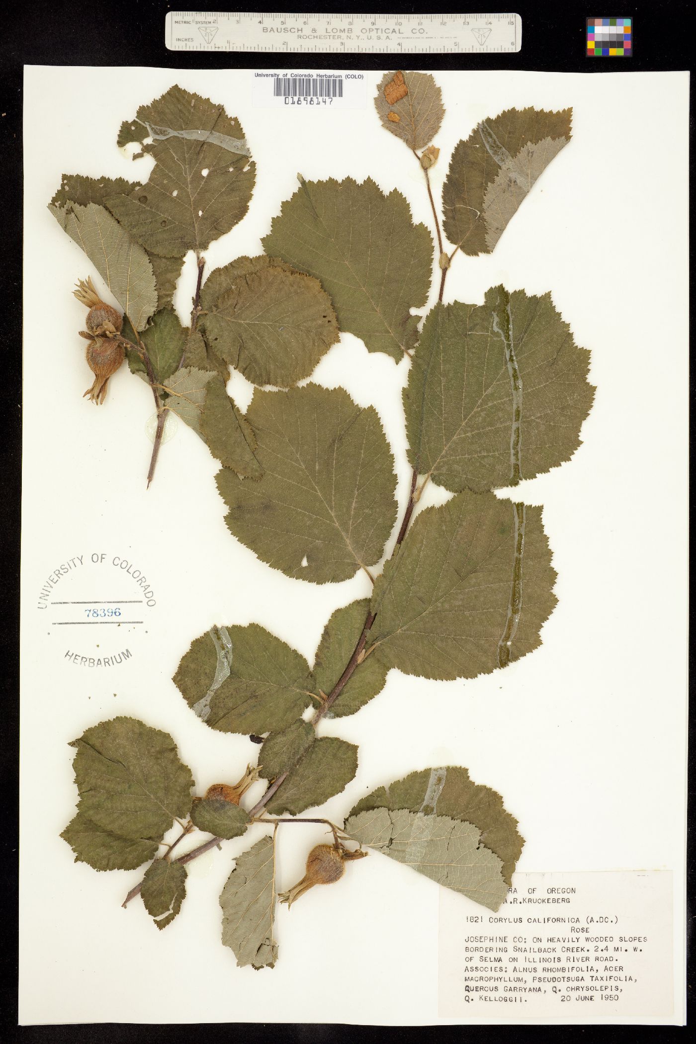 Corylus cornuta image