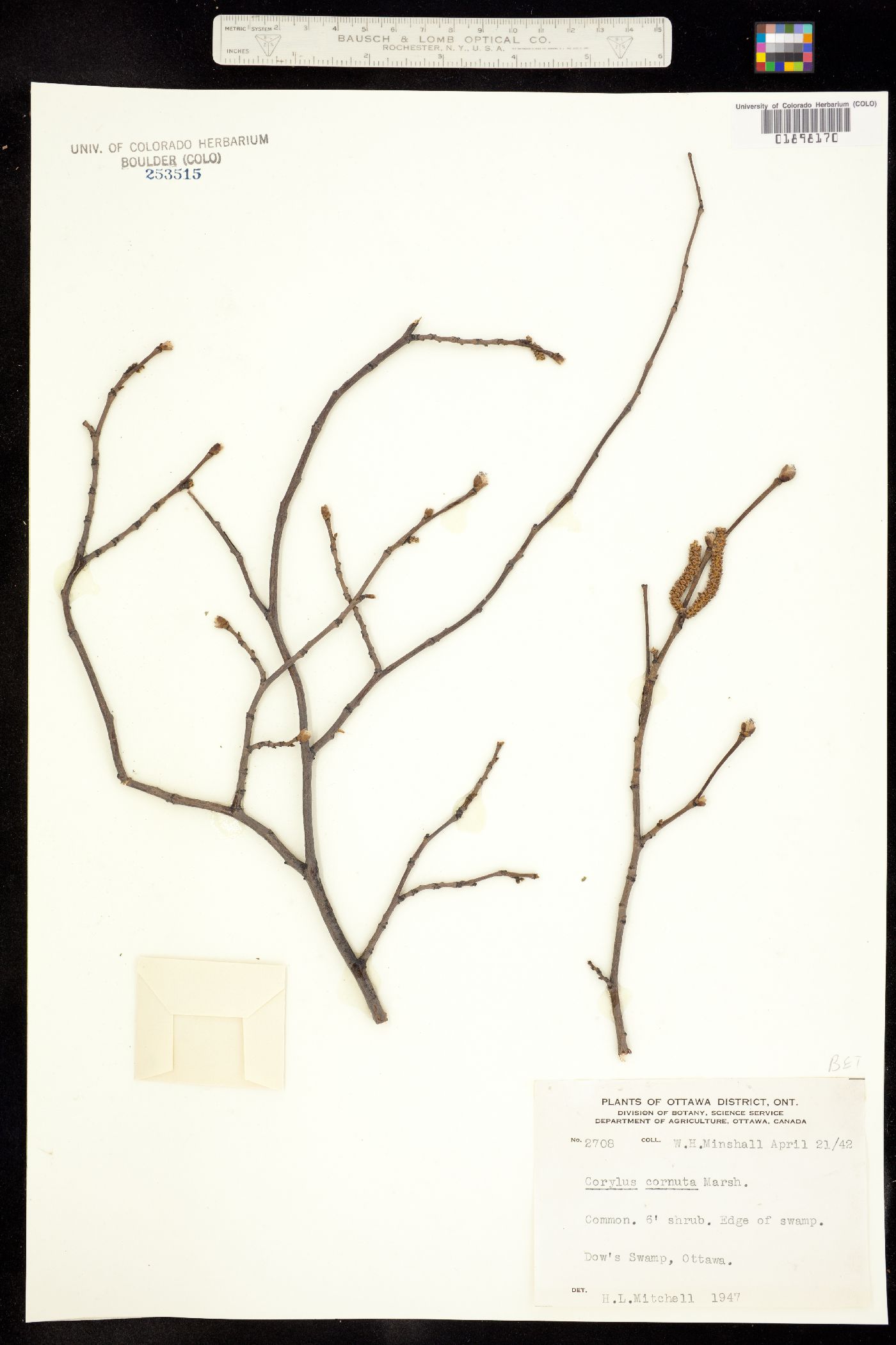 Corylus cornuta image