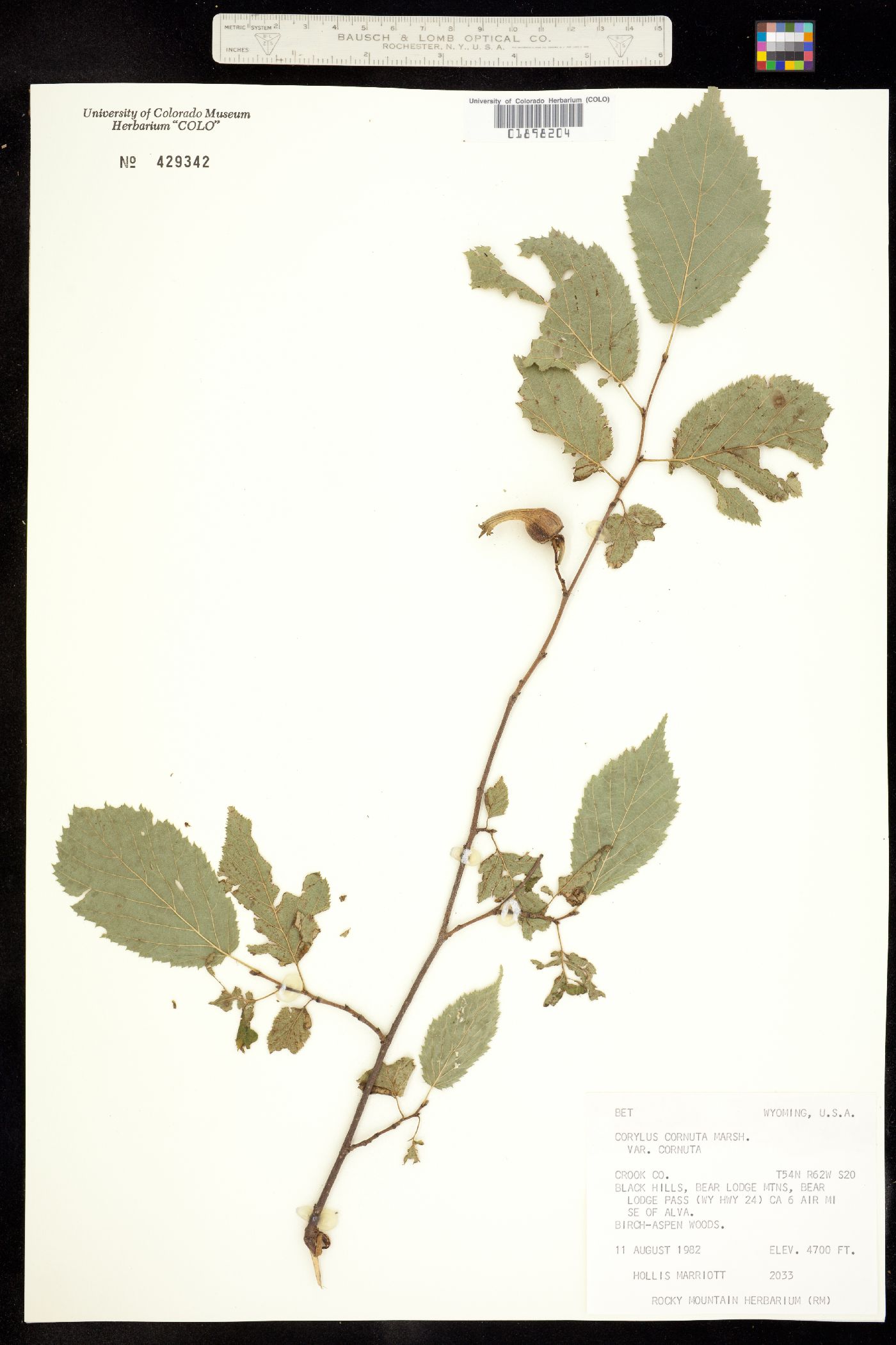 Corylus cornuta image
